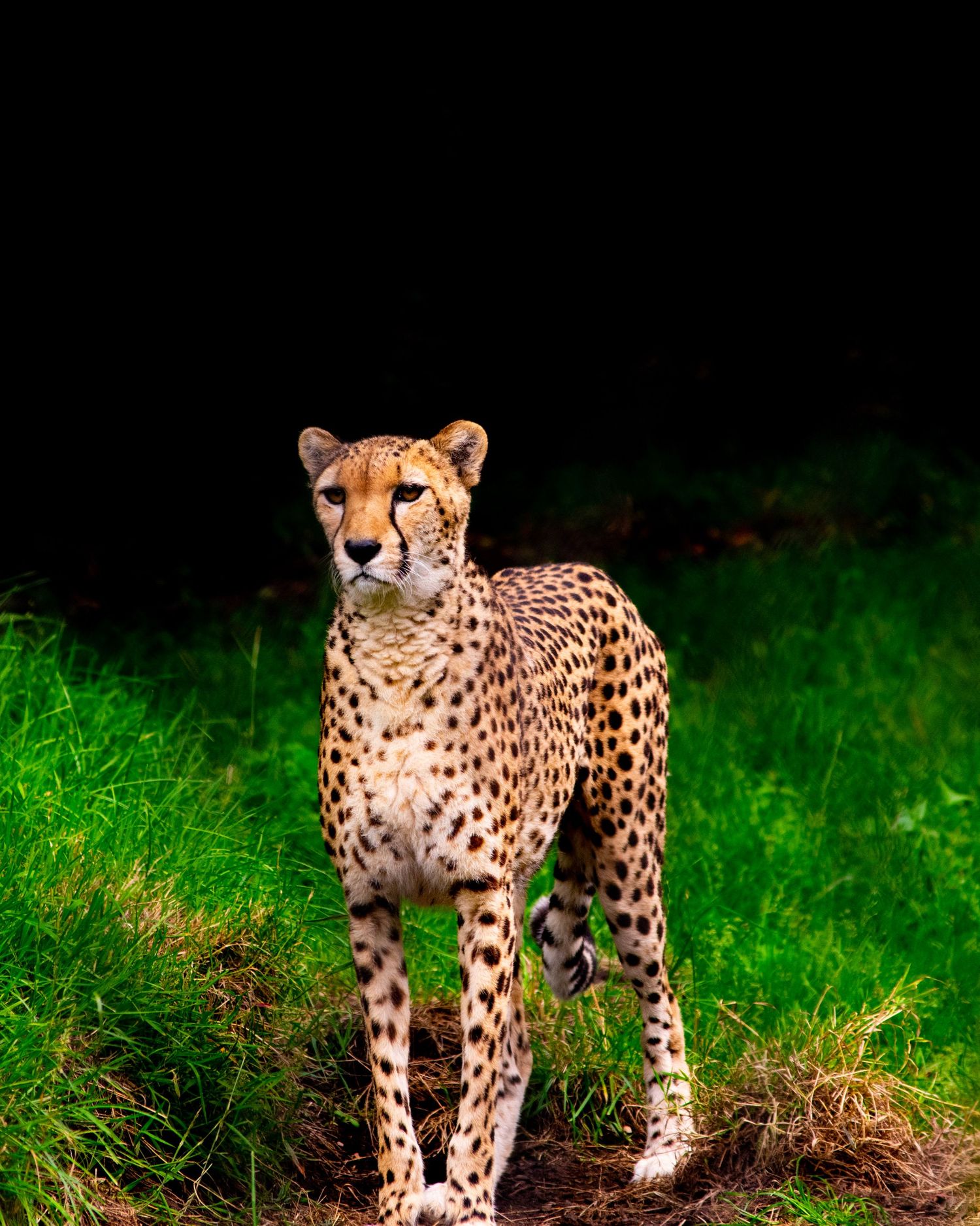 A cheetah standing alert on green grass against a dark background showcasing its spotted coat.