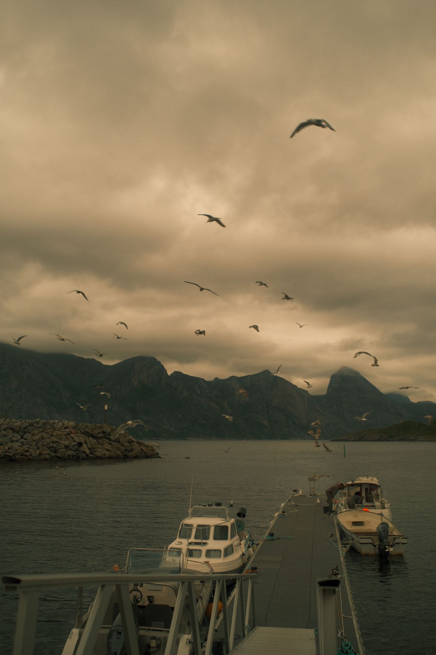 Seagulls circling over a fishing harbour pier with moored boats and jagged peaks behind, Senja, Norway