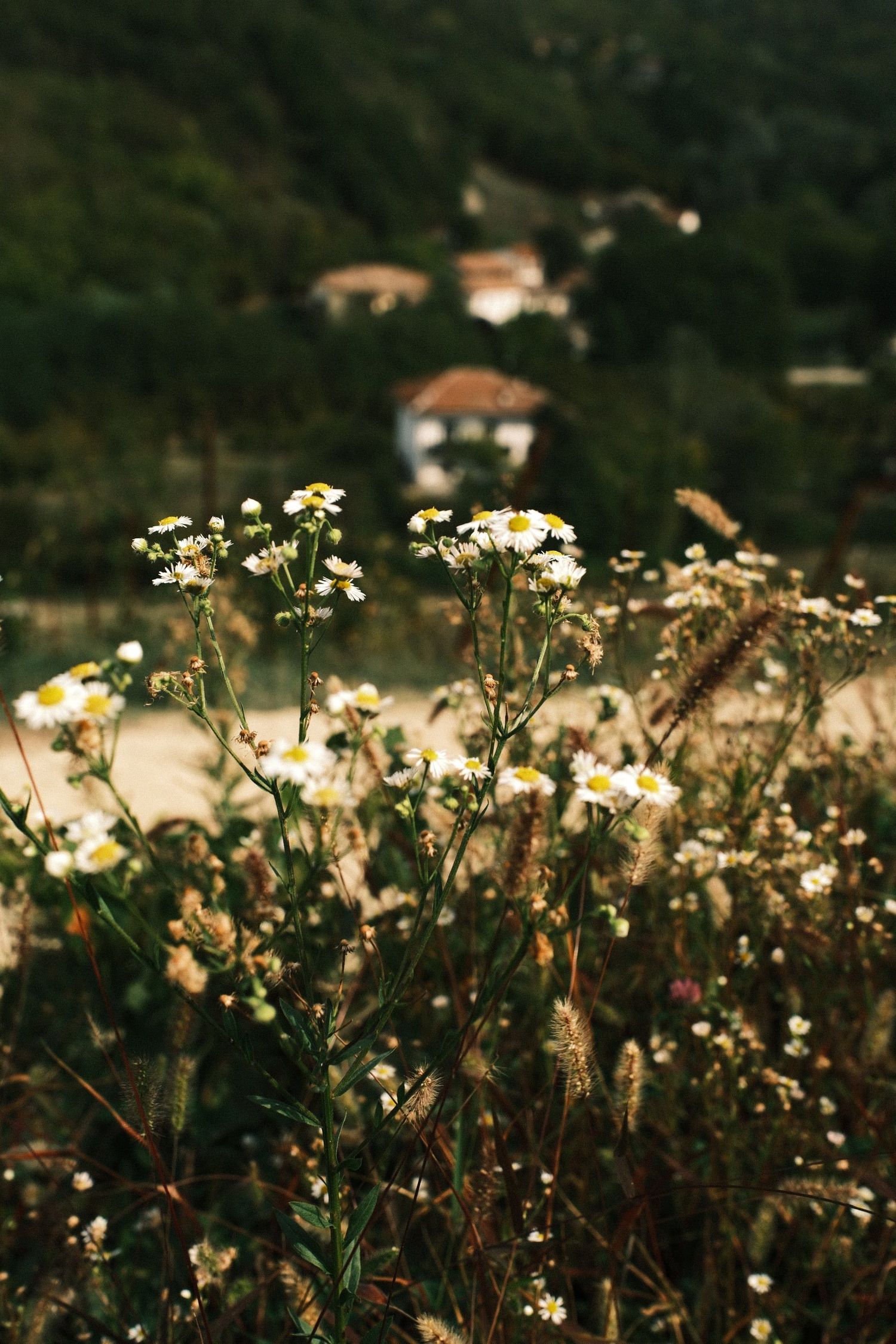 Wild daisies in the foreground with an Italian village on a wooded hillside behind
