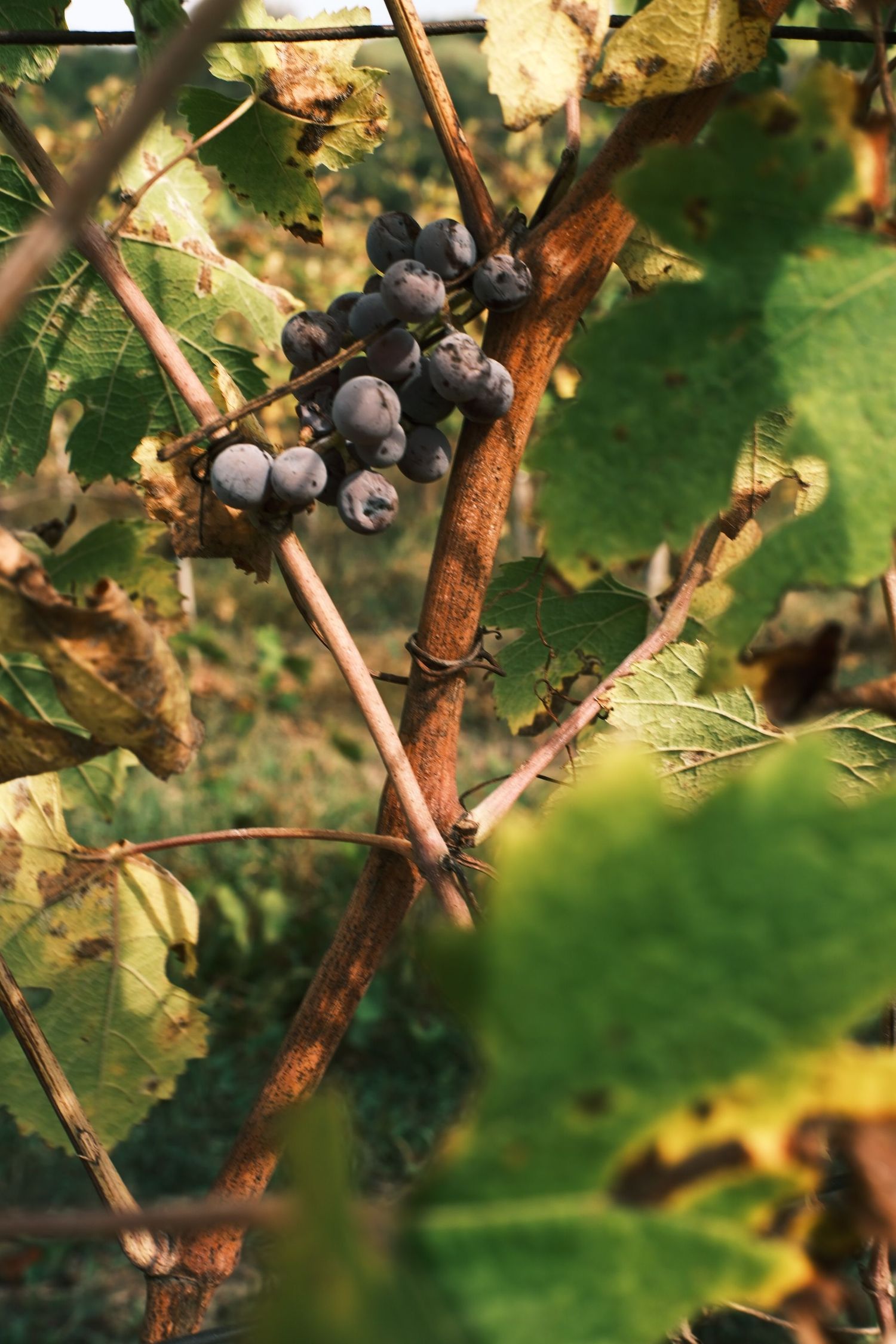 Bunch of dark grapes ripening on the vine in an Italian vineyard