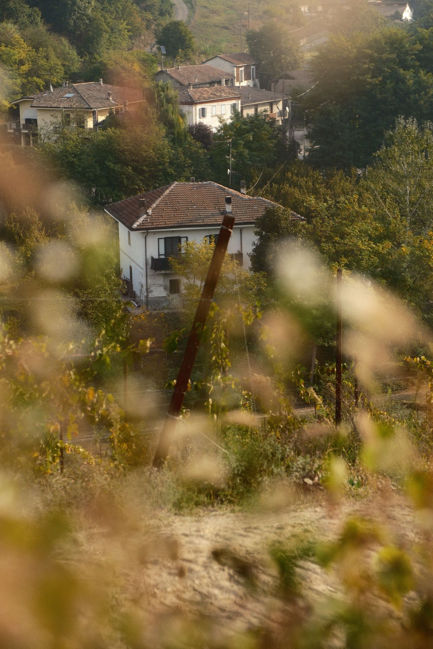 Hillside village houses in warm evening light seen through a vineyard in the Langhe, Italy