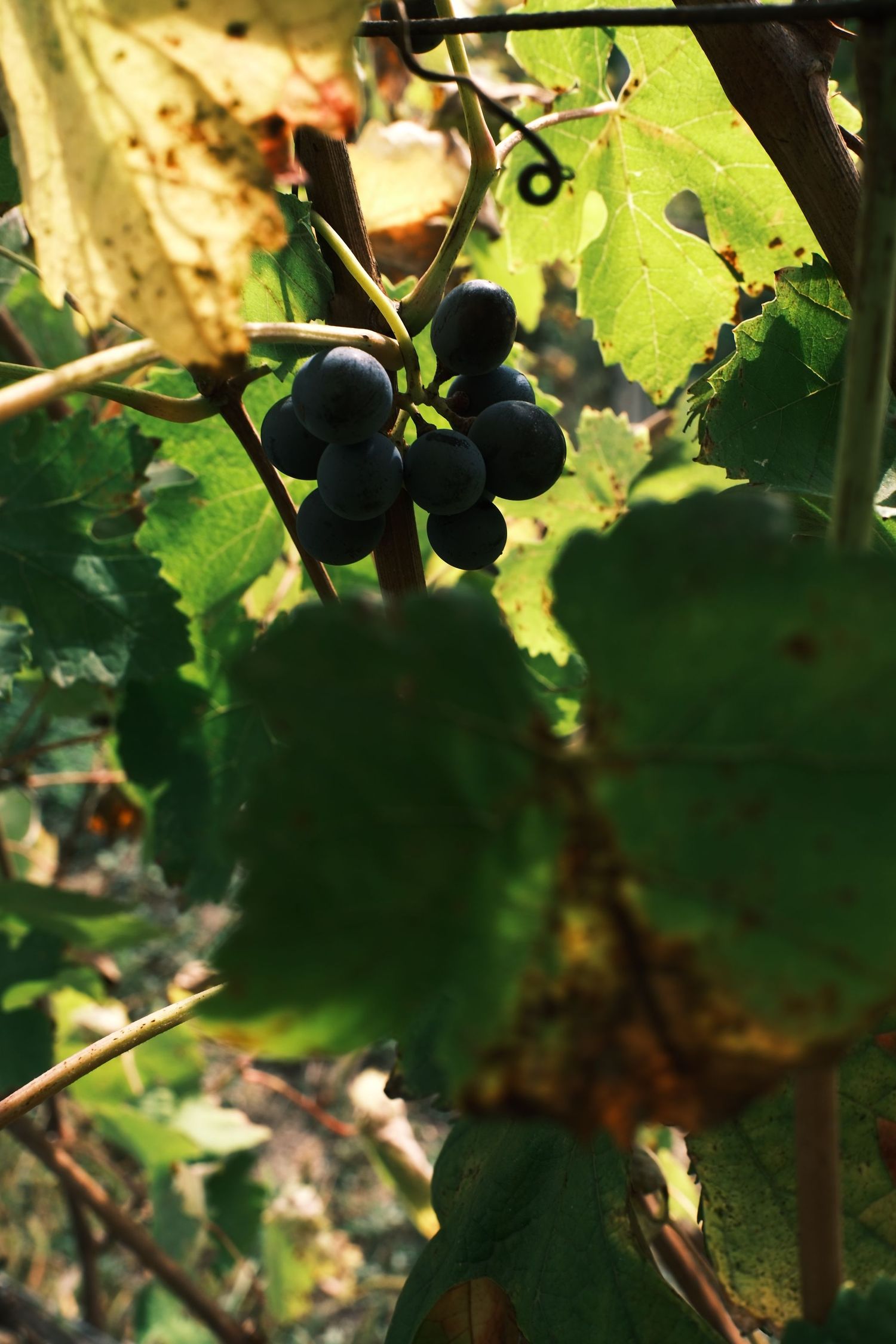 Close-up of grapes and sunlit vine leaves in late summer in northern Italy