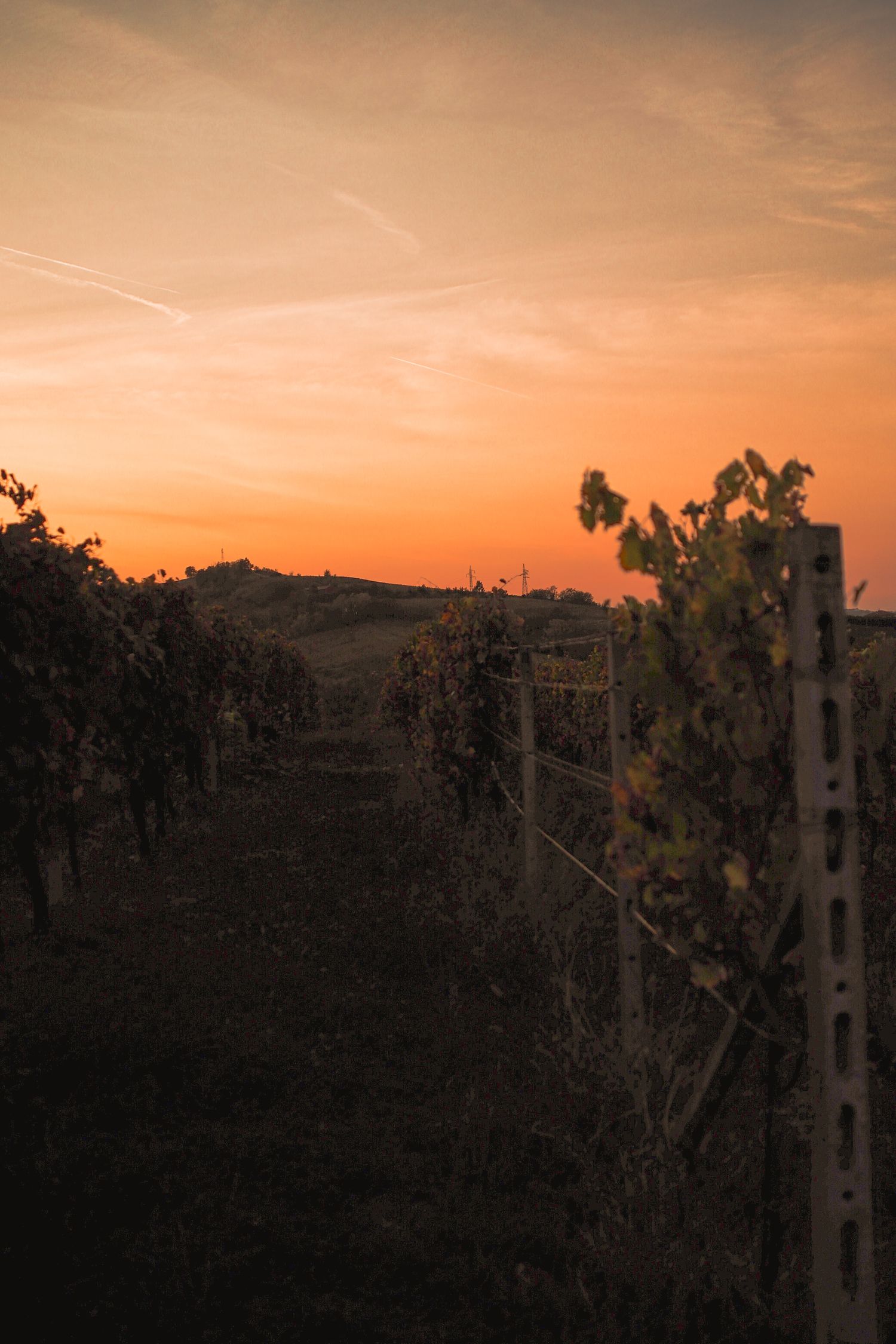 Rows of vines in a Langhe vineyard, Piedmont, at sunset under an orange sky