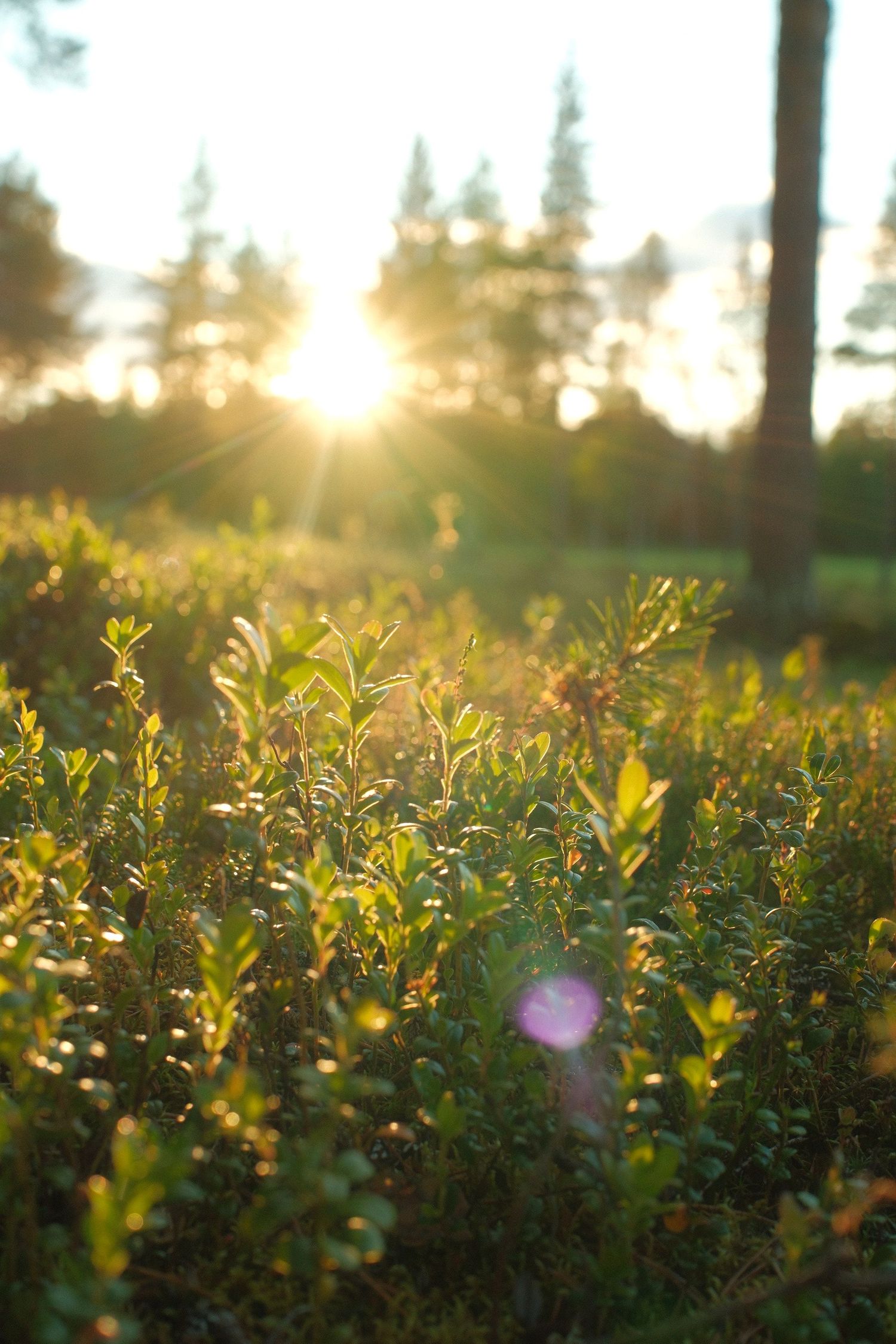 Backlit wildflowers and grass glowing in low evening sun in a Nordic forest