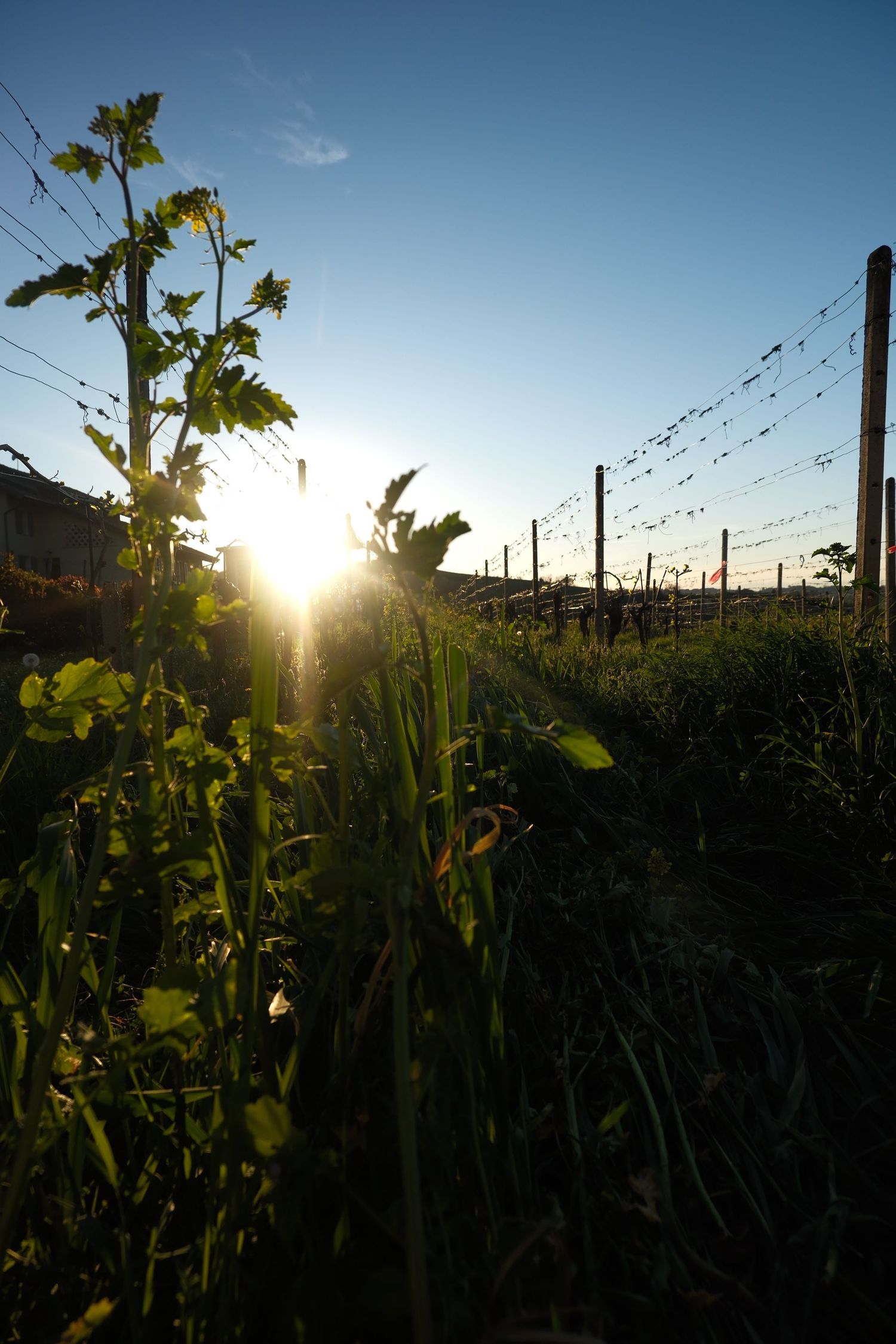 Low sun breaking through vine leaves and wires in an Italian vineyard