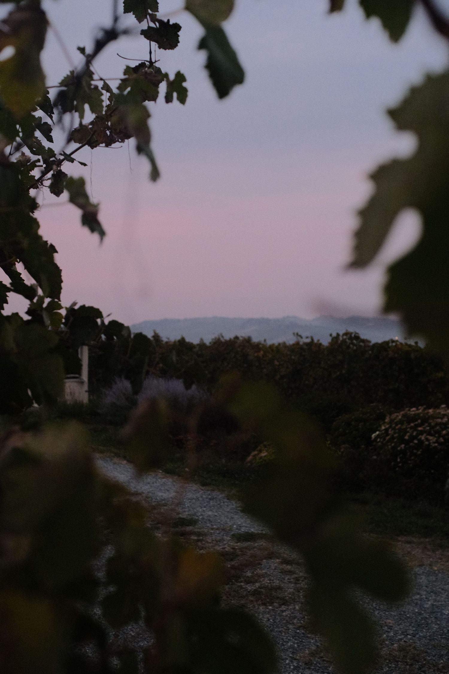 Vineyard path at dusk framed by vine leaves, pink sky over the Langhe hills, Piedmont