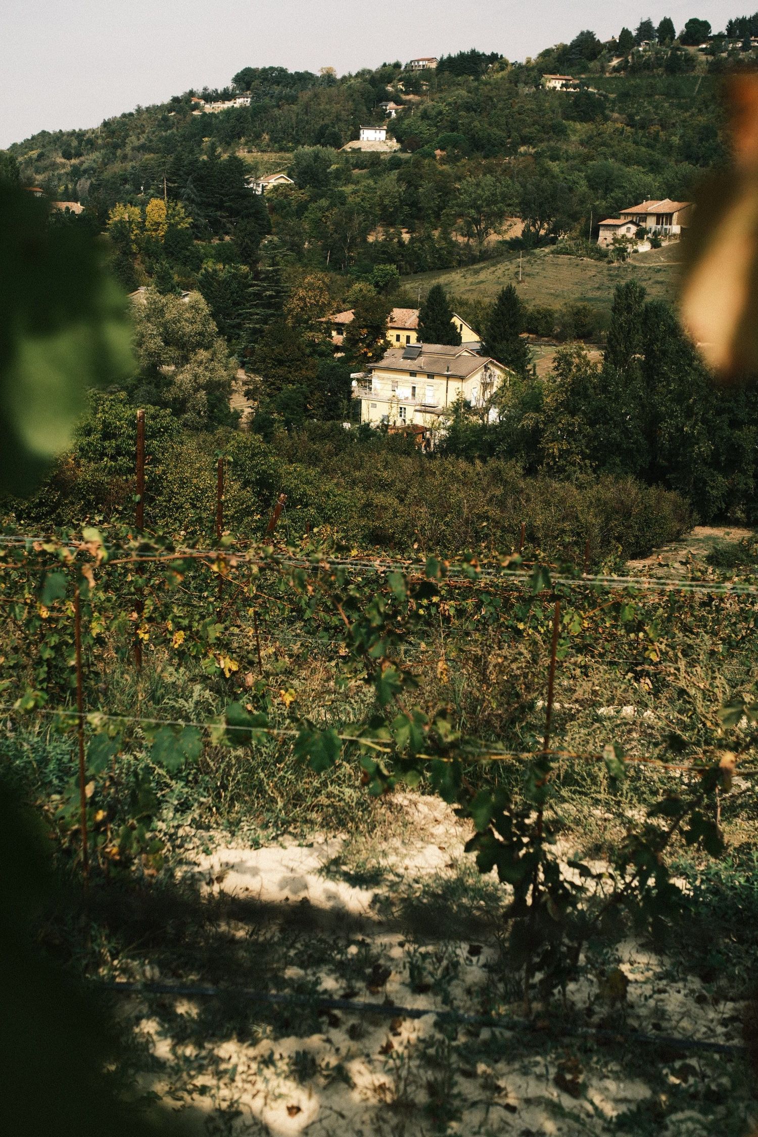 Houses scattered across a green Italian hillside above terraced gardens