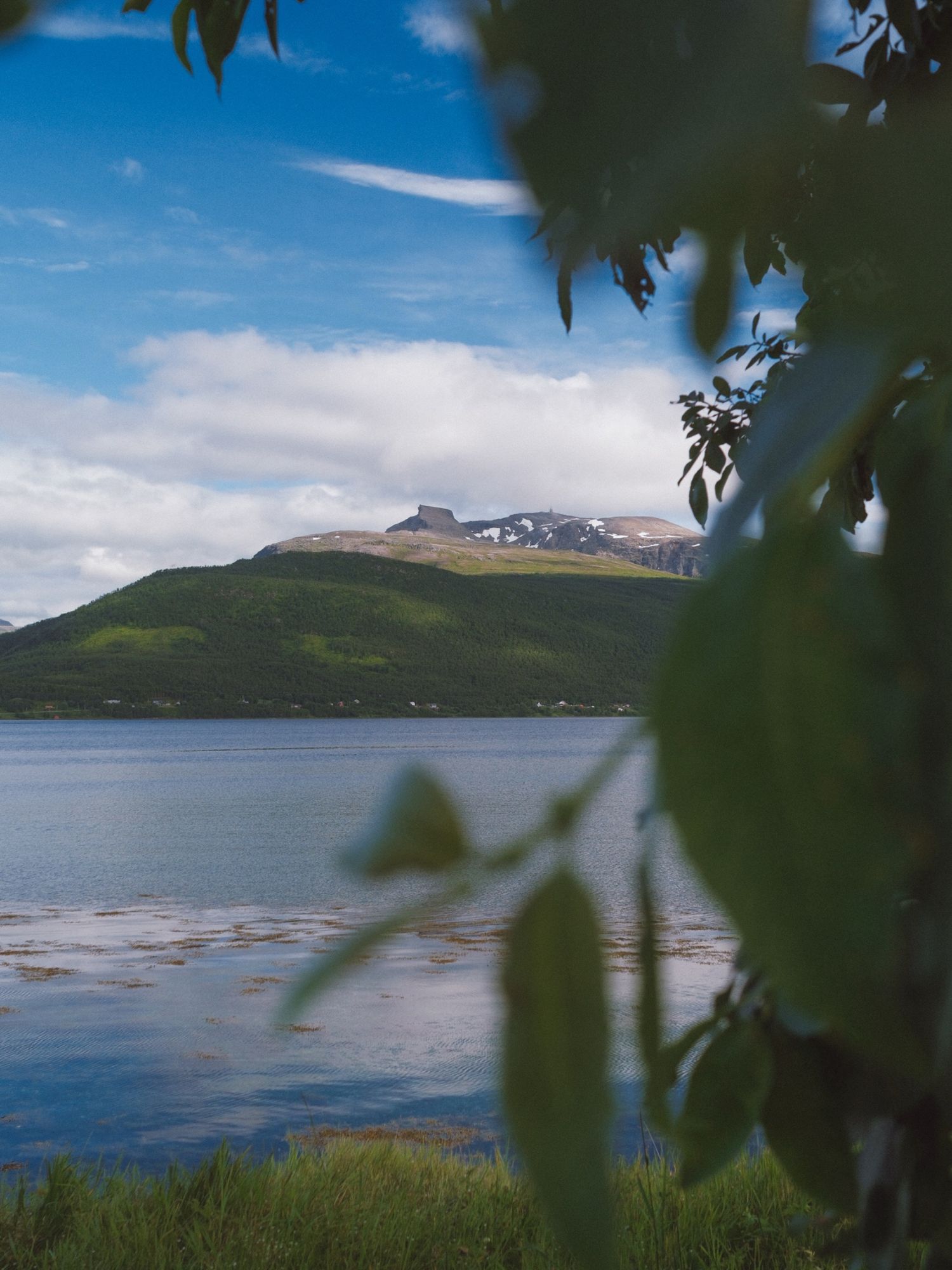 Blue fjord and green hills framed by leaves on a sunny Norwegian summer day