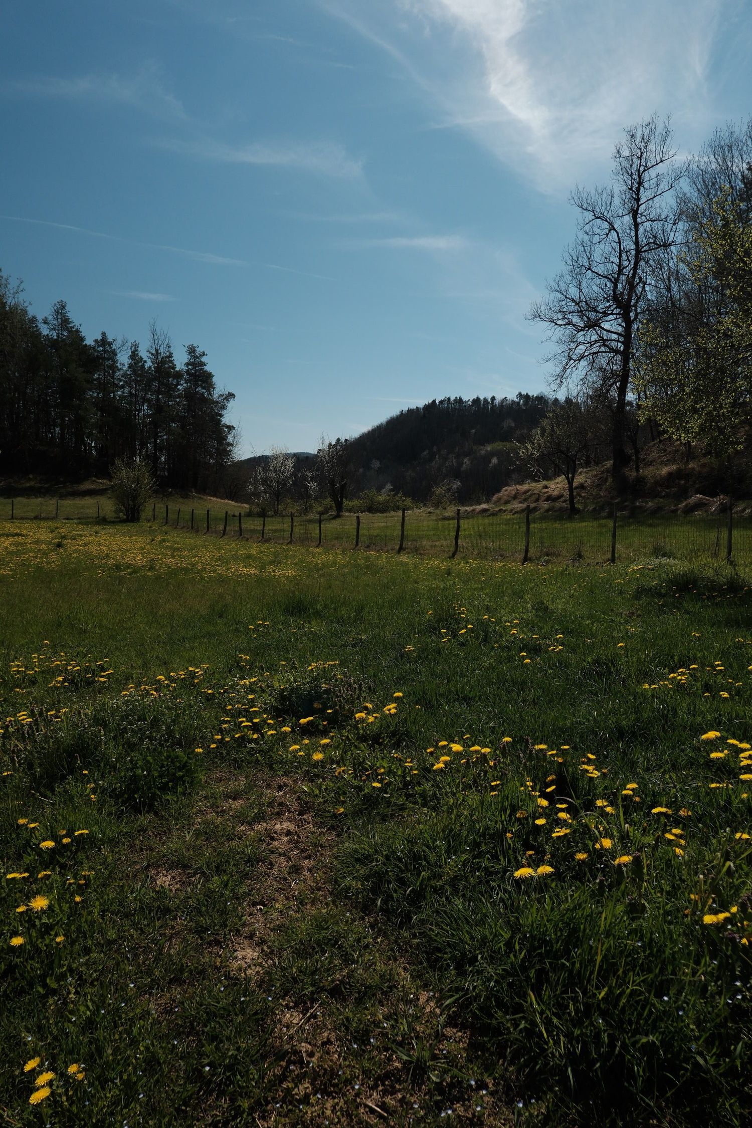 Grass path through a meadow of dandelions towards wooded hills in northern Italy