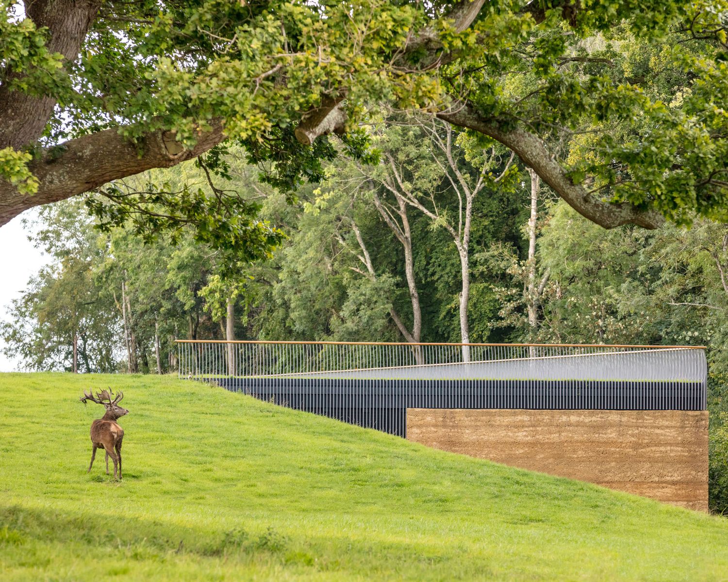 A red deer stag stands on lush green grass beside a modern wooden fence structure beneath a large oak tree.