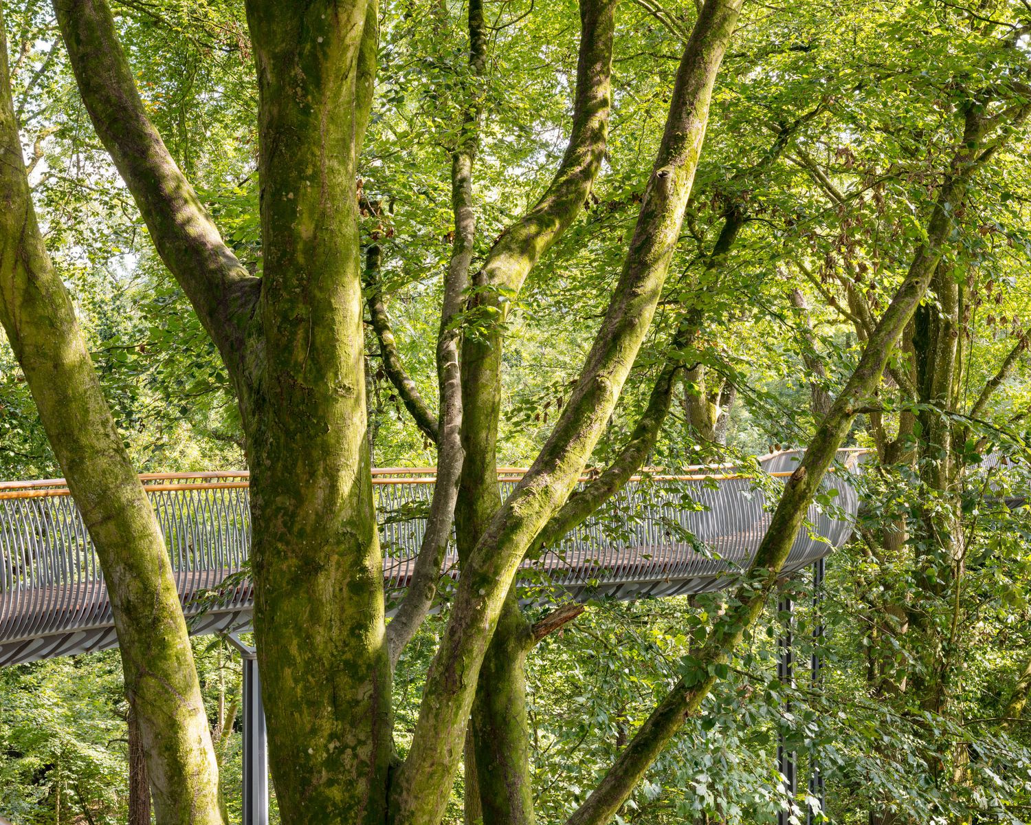 Moss-covered trees frame a suspended walkway bridge surrounded by lush green forest canopy.