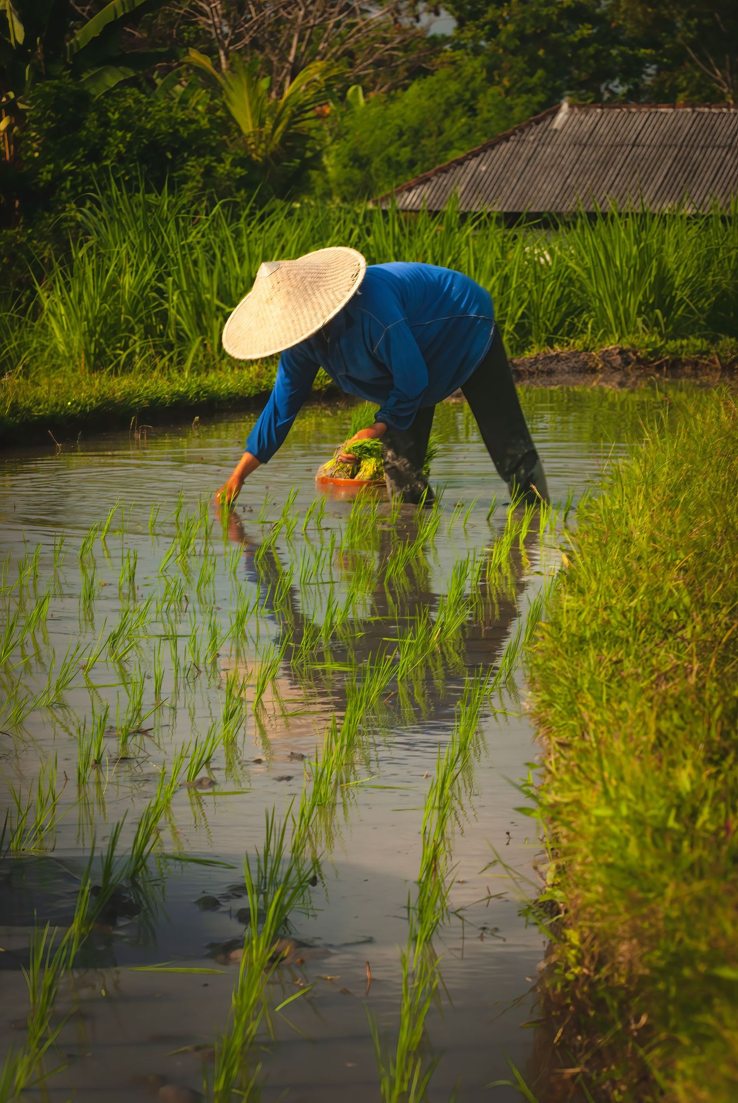 Balinese farmer in conical hat transplanting rice seedlings in a flooded green paddy field.