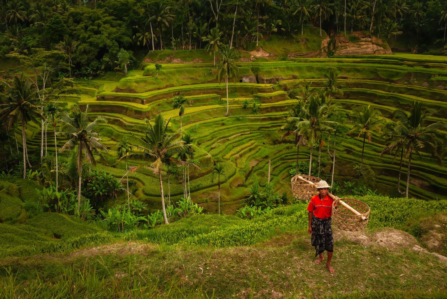 Farmer carrying bamboo poles overlooking lush green terraced rice fields with palm trees in Bali.