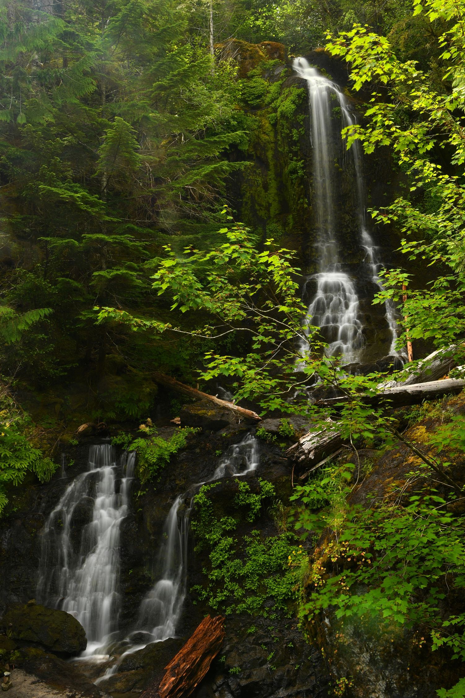 Tall waterfall cascades through a lush green Pacific Northwest forest with fallen logs.