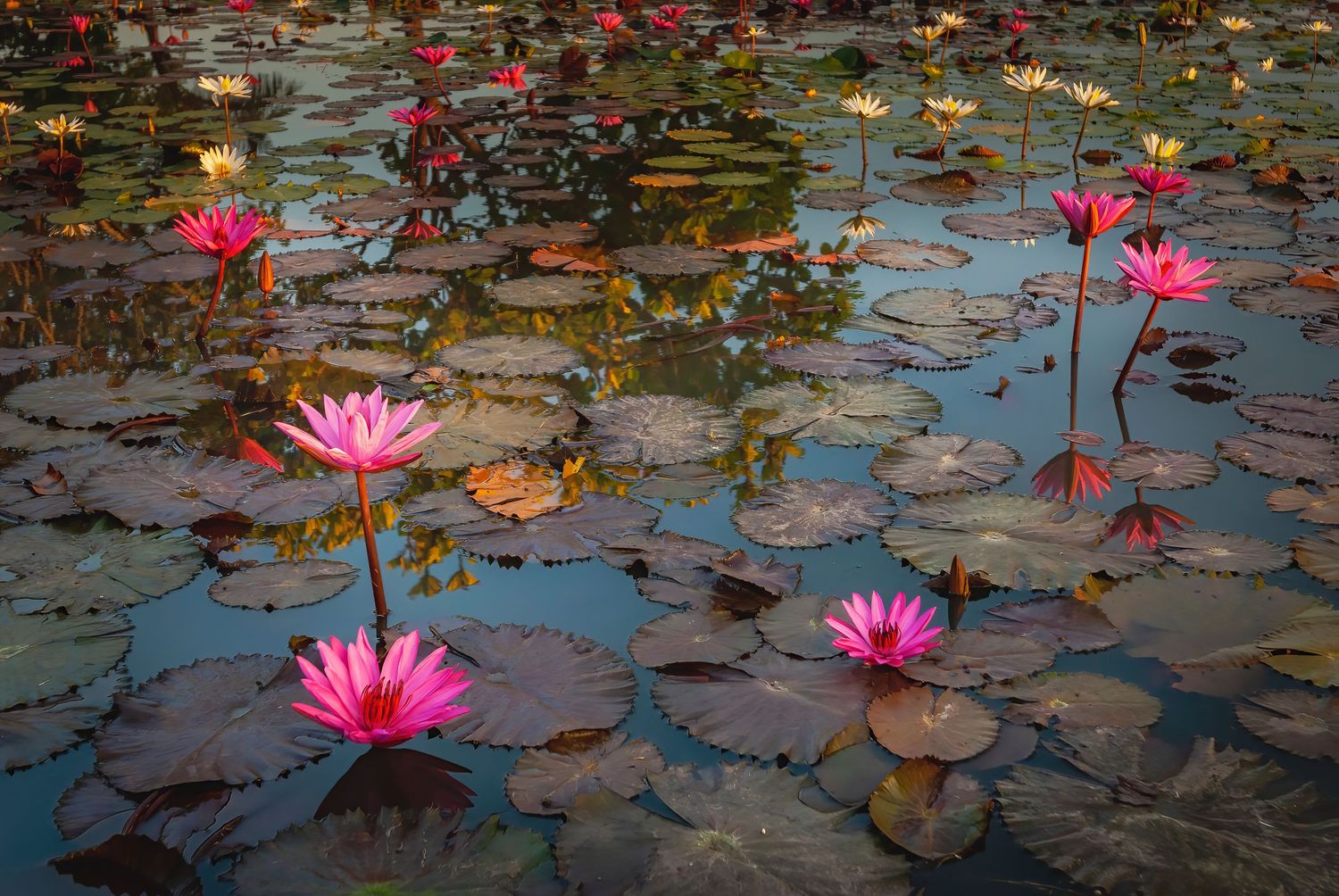 Vibrant pink lotus flowers blooming among lily pads on a calm reflective pond at dusk.