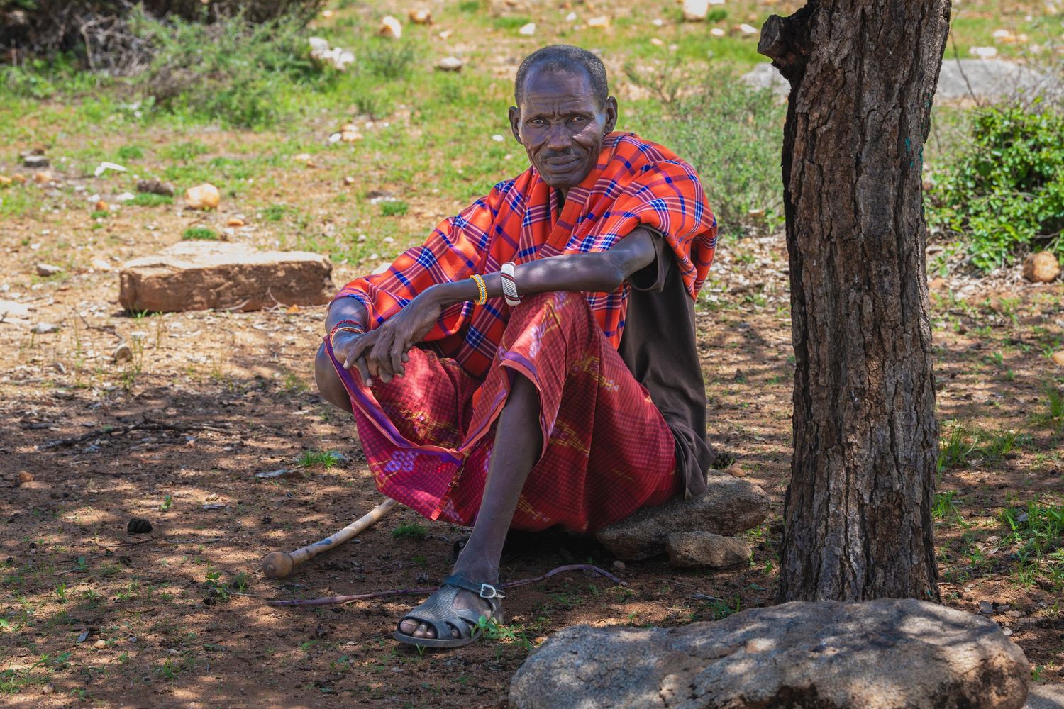 Elderly Maasai man in red traditional clothing resting under tree in dry African landscape.