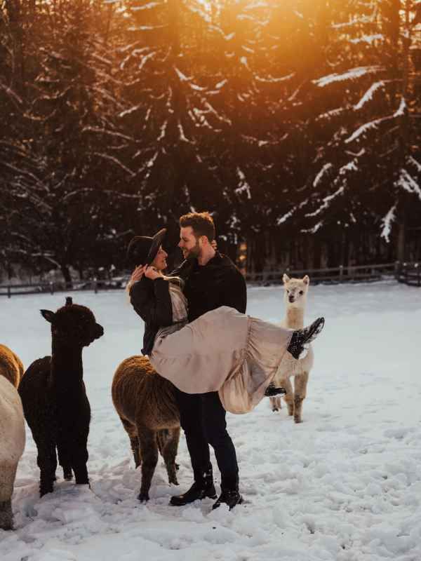 Man carrying his partner surrounded by alpacas in a snowy forest at golden sunset.