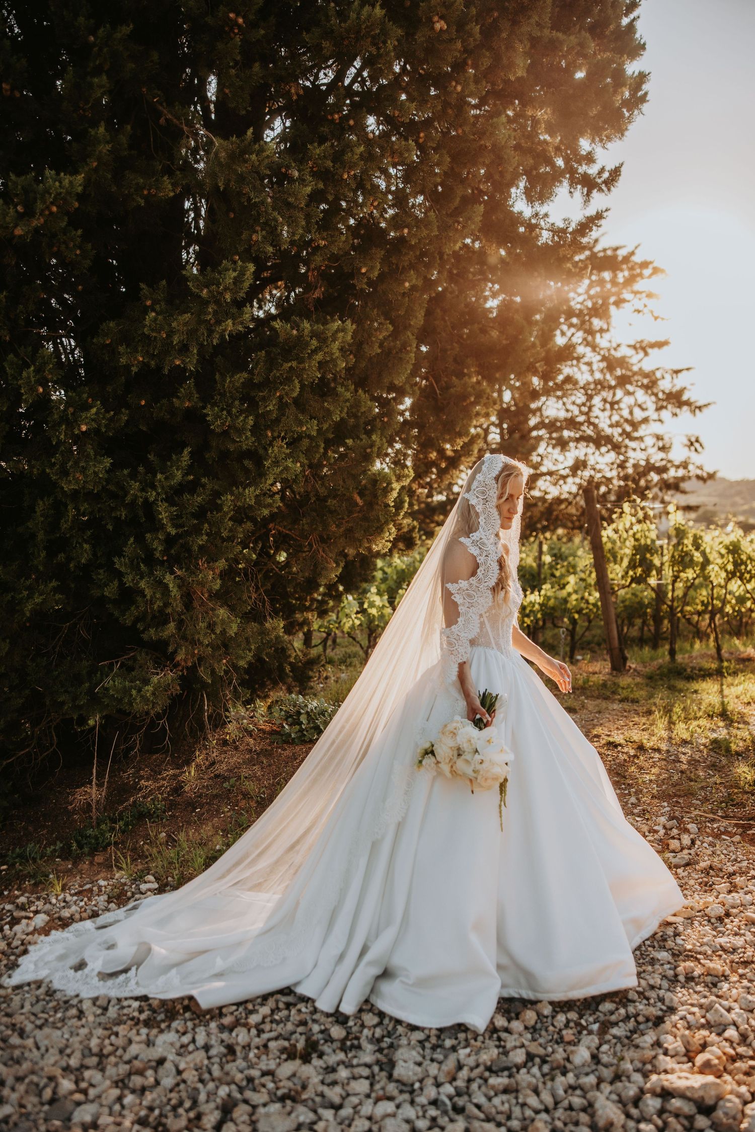 Bride in a stunning ball gown and lace veil stands beside cypress trees with vineyard backdrop at sunset.