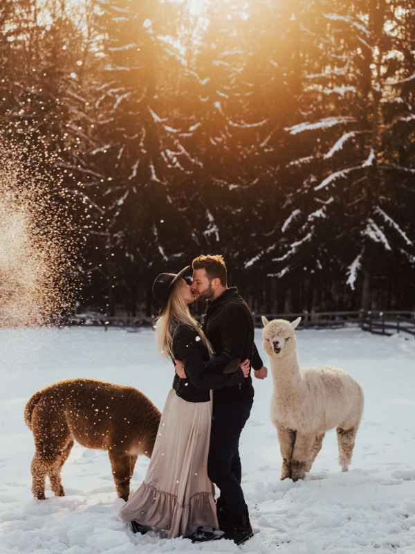 Couple kissing in snowy field with alpacas and golden sunlit pine forest backdrop.