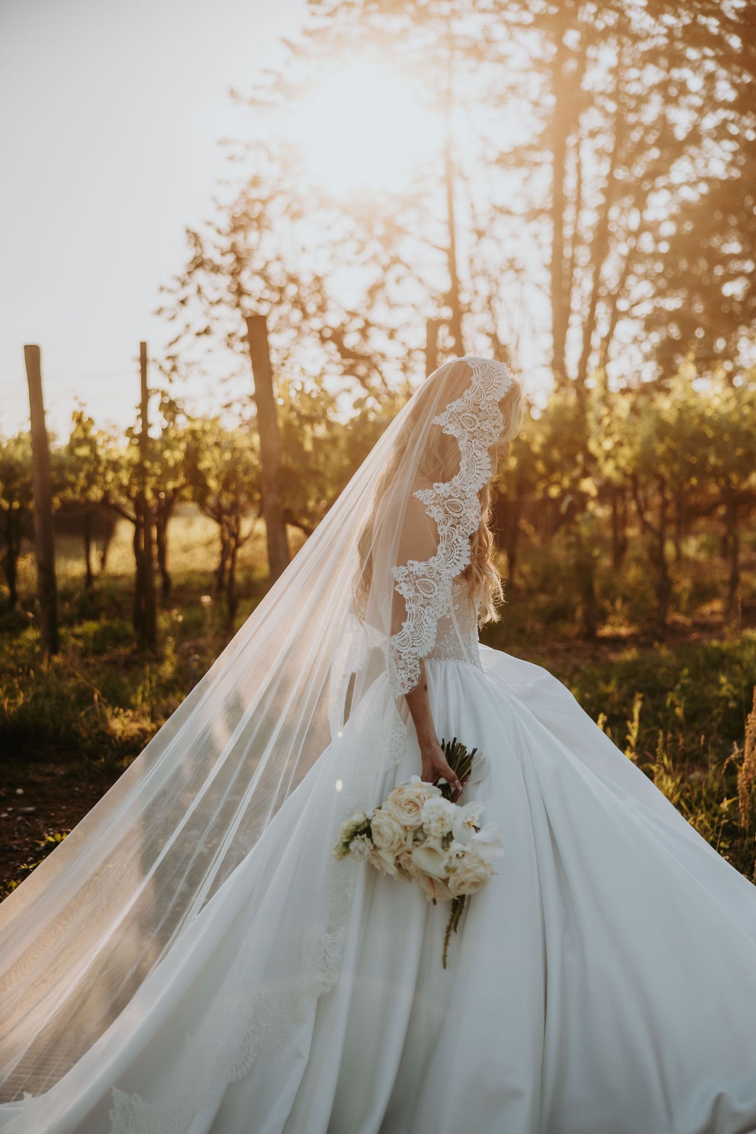 Bride in ballgown with lace cathedral veil holding white bouquet in glowing golden sunset vineyard.