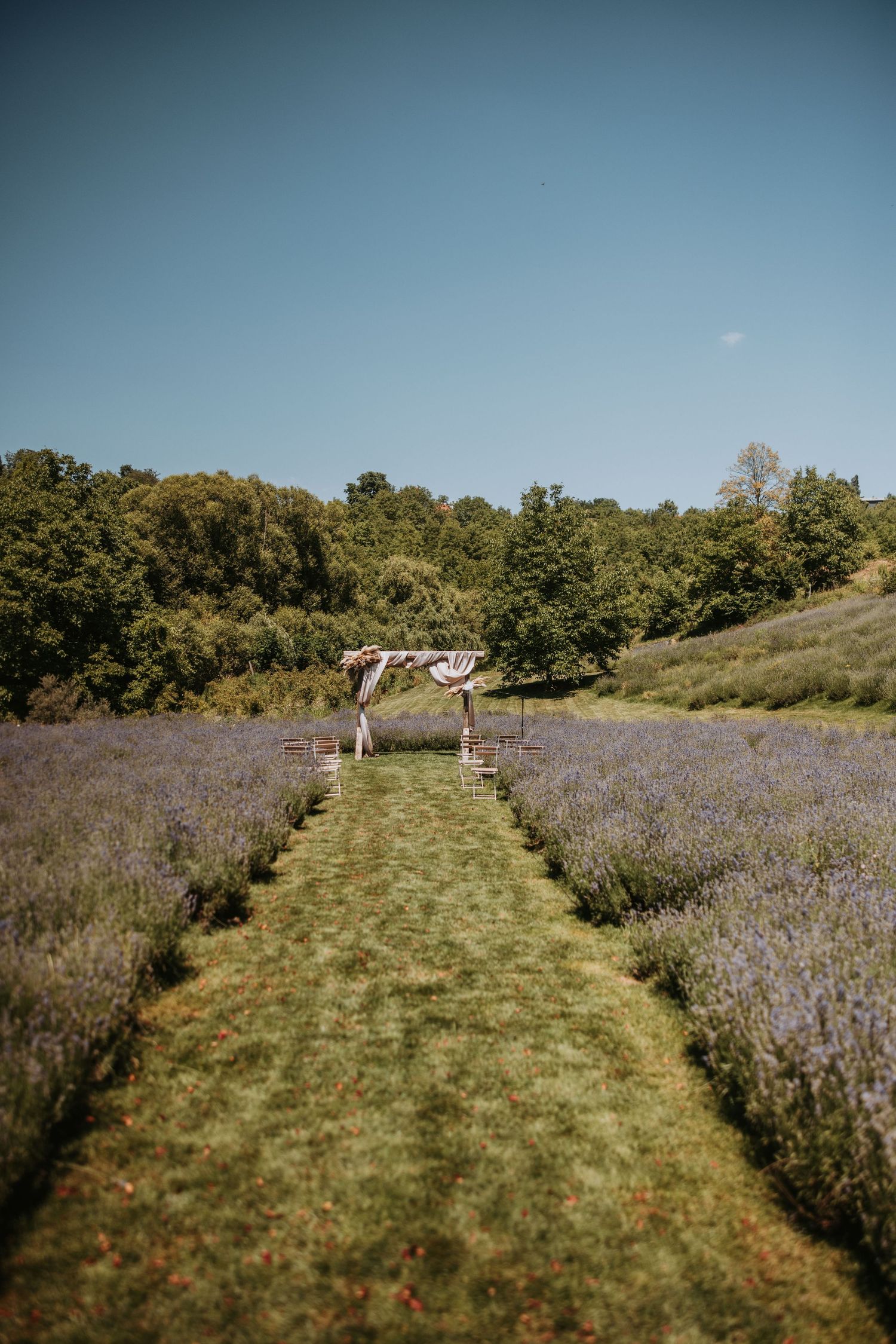 A romantic outdoor wedding ceremony setup in a lavender field with a floral arch and grass aisle under a clear blue sky.