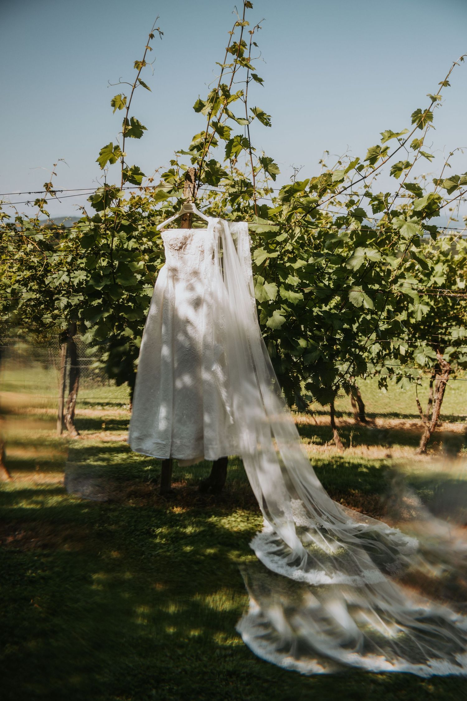 A white wedding dress with a long veil hanging on a hanger among lush green vineyard vines on a sunny day.
