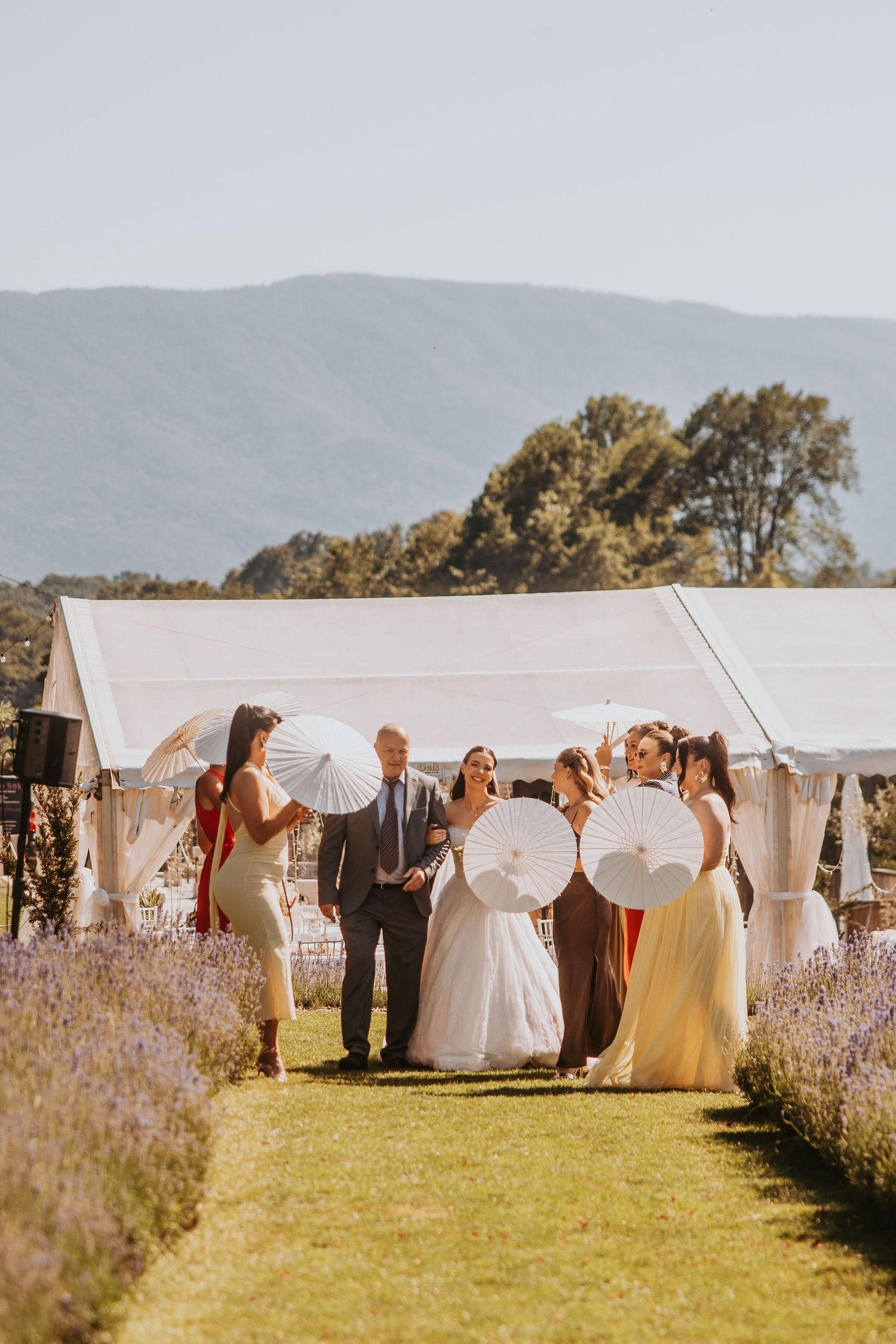 Bride walks with wedding party holding white parasols through lavender garden with mountain backdrop.