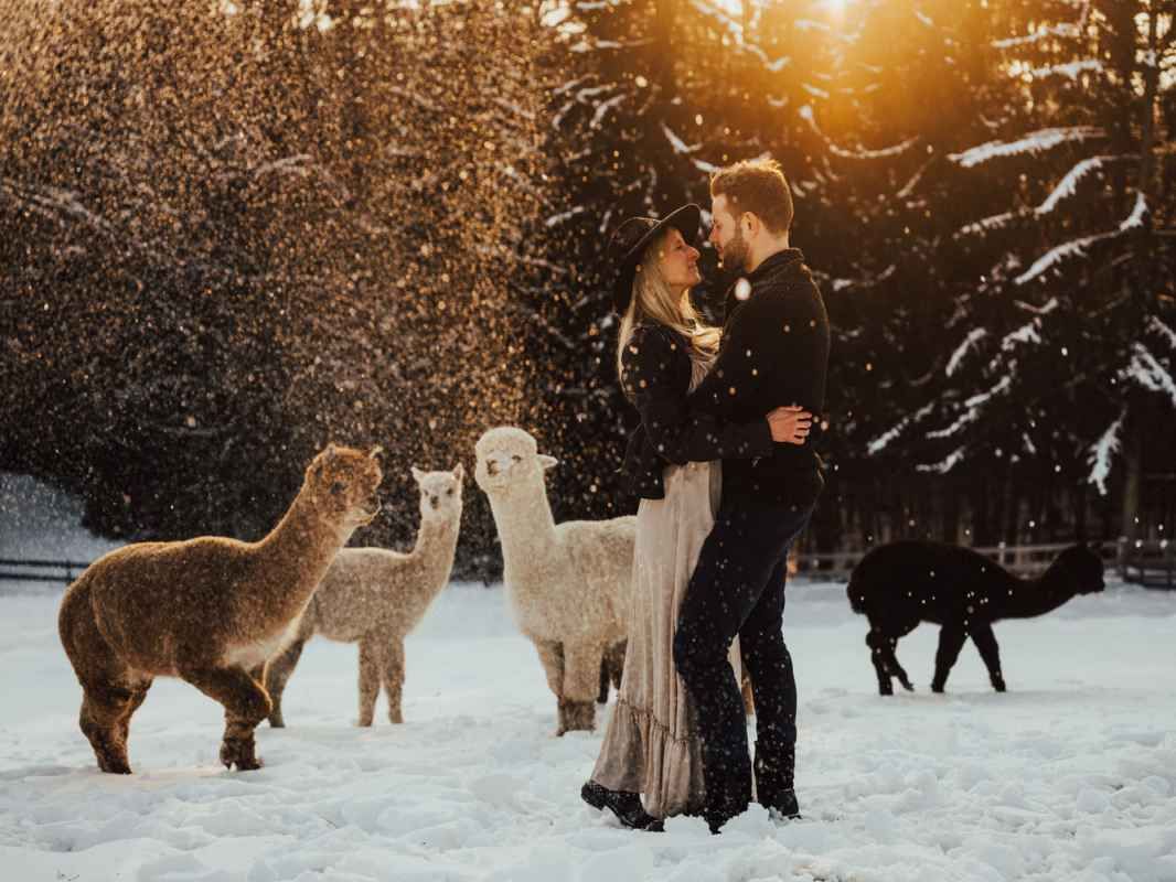 Couple kissing in snow surrounded by alpacas in winter sunset light.