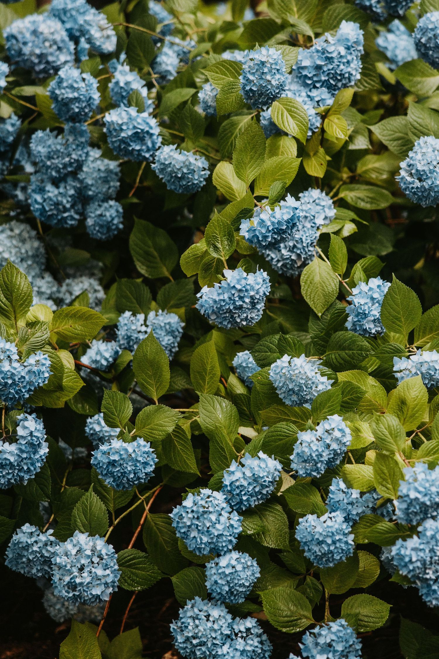Lush bush of blooming blue hydrangea flowers surrounded by vibrant green leaves in a garden setting.