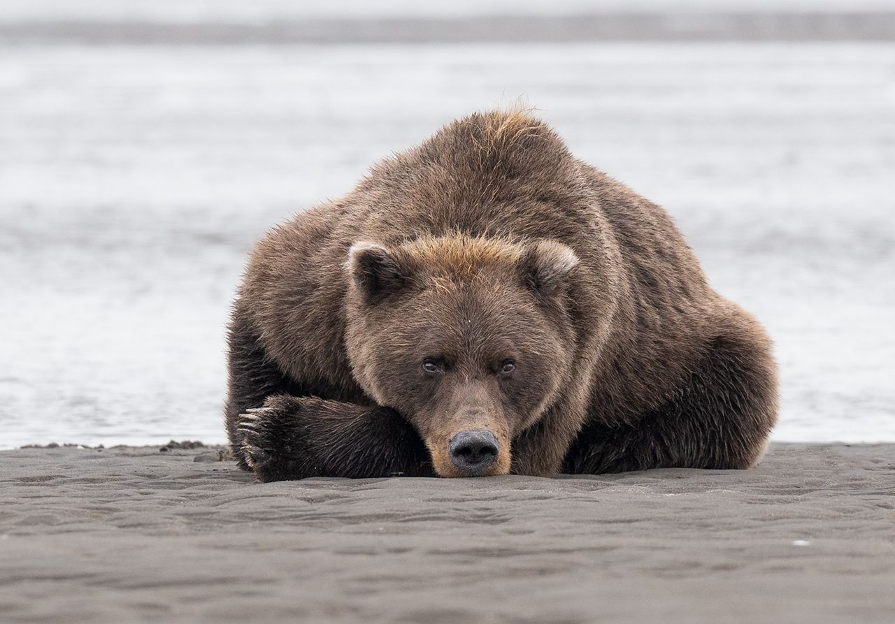 Brown bear resting on the shore in Alaska.