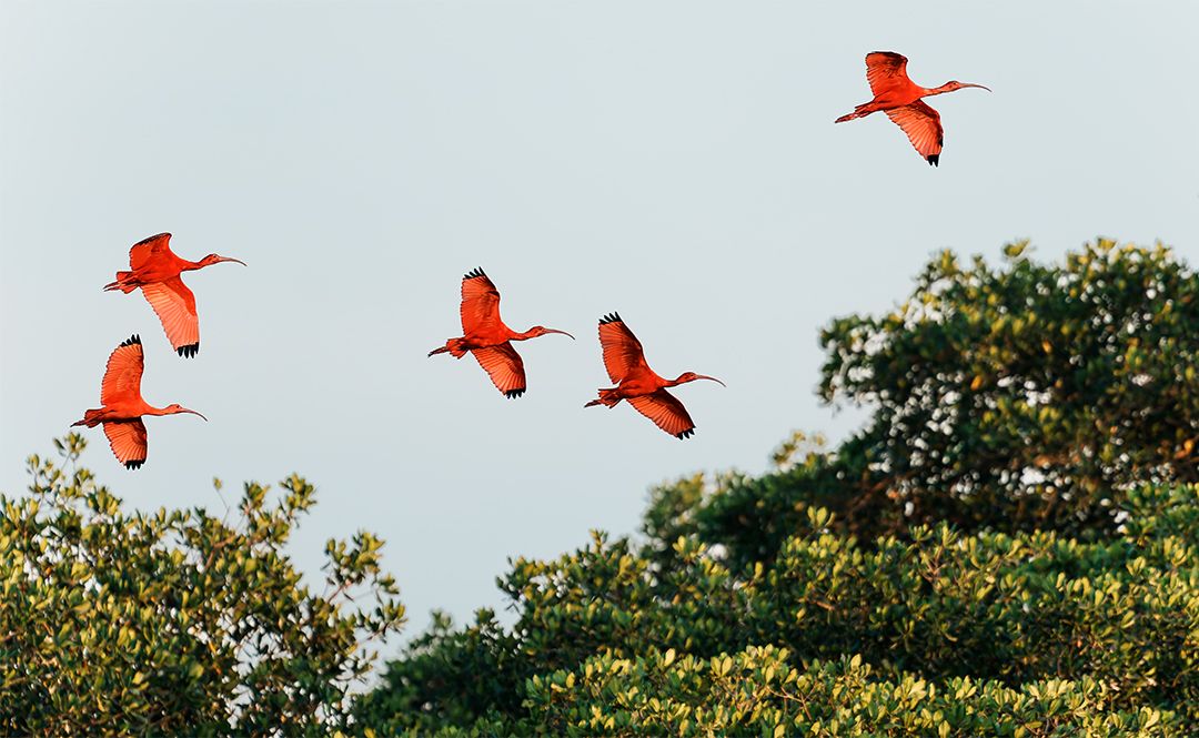 Scarlet ibis flying over the trees at Caroni Swamp, Trinidad.