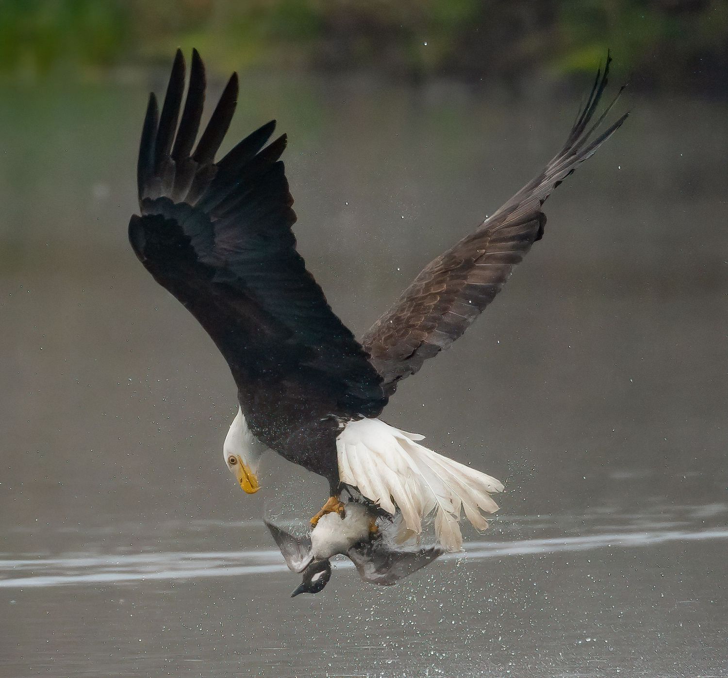 Bald eagle flying with a female bufflehead in its talons in Portland, Oregon.
