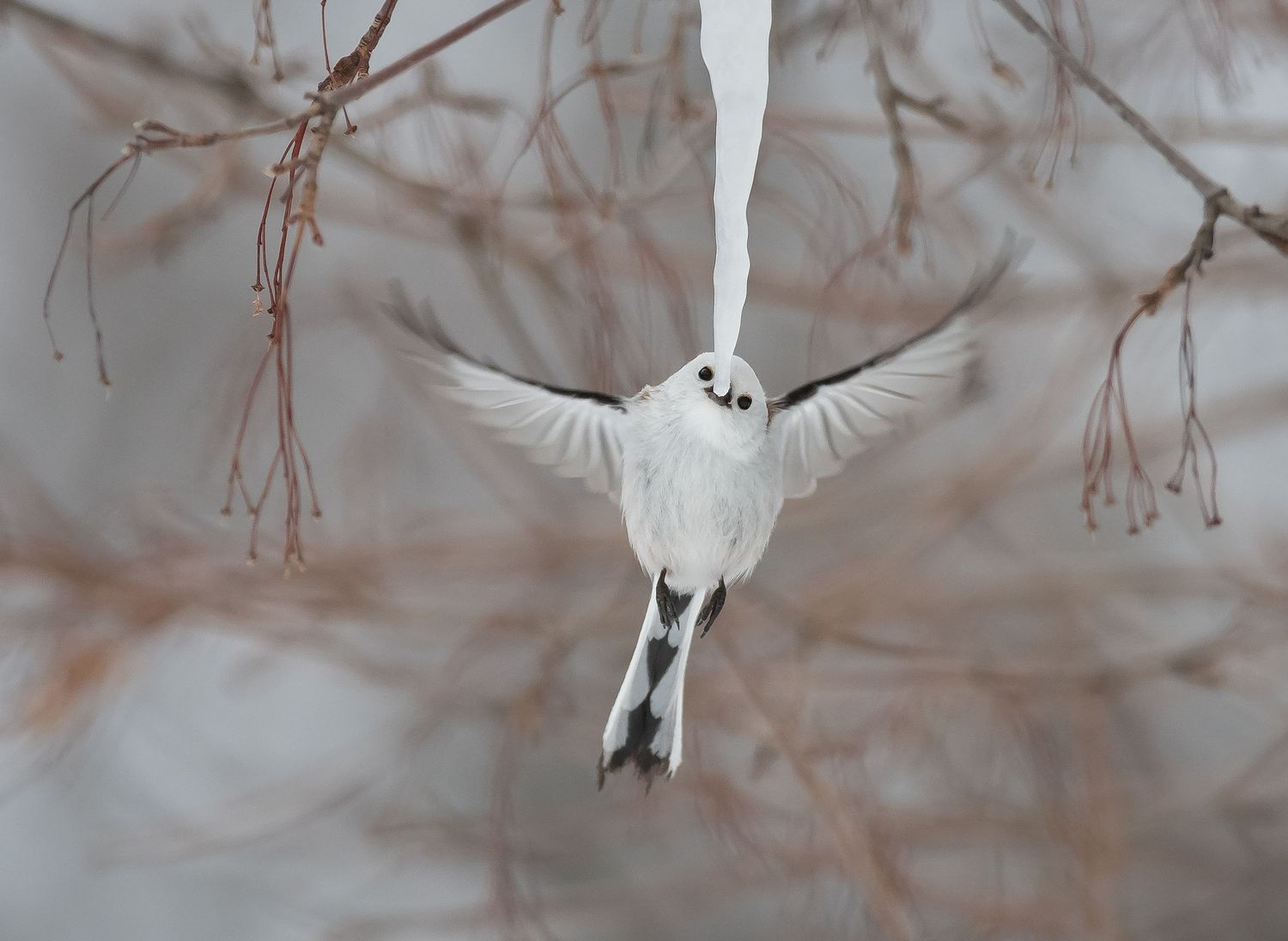 Long-tailed Tit reaching toward the tip of an icicle at Lake Kussharo, Hokkaido, Japan.