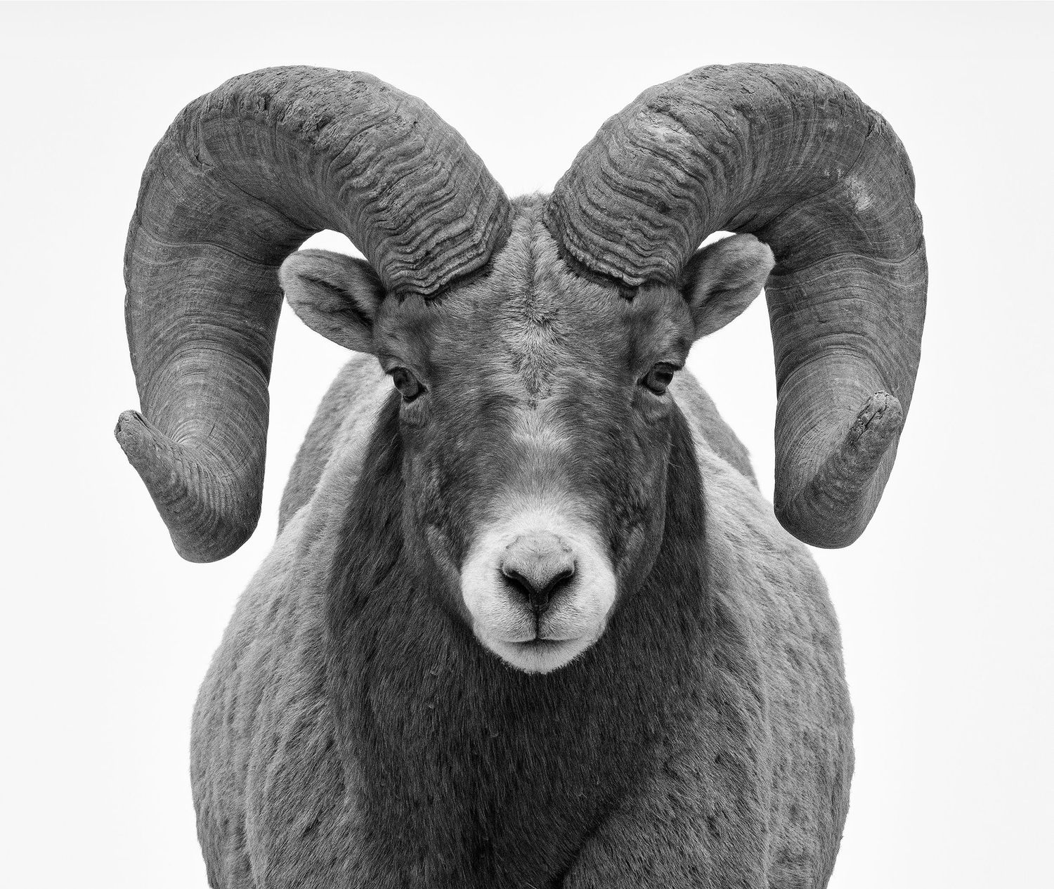 Bighorn sheep ram facing the camera in Yellowstone National Park.
