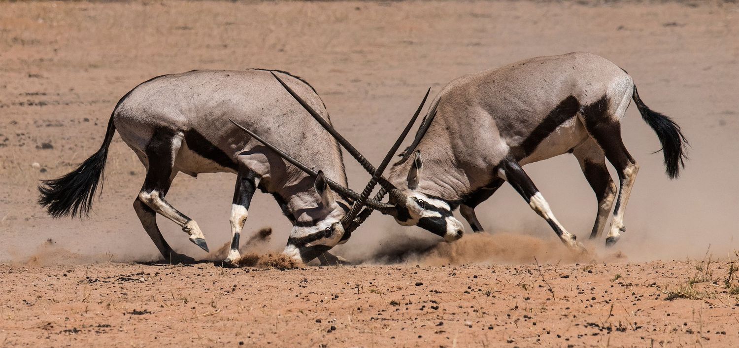 Two oryx sparring with their long horns in the Kalahari.