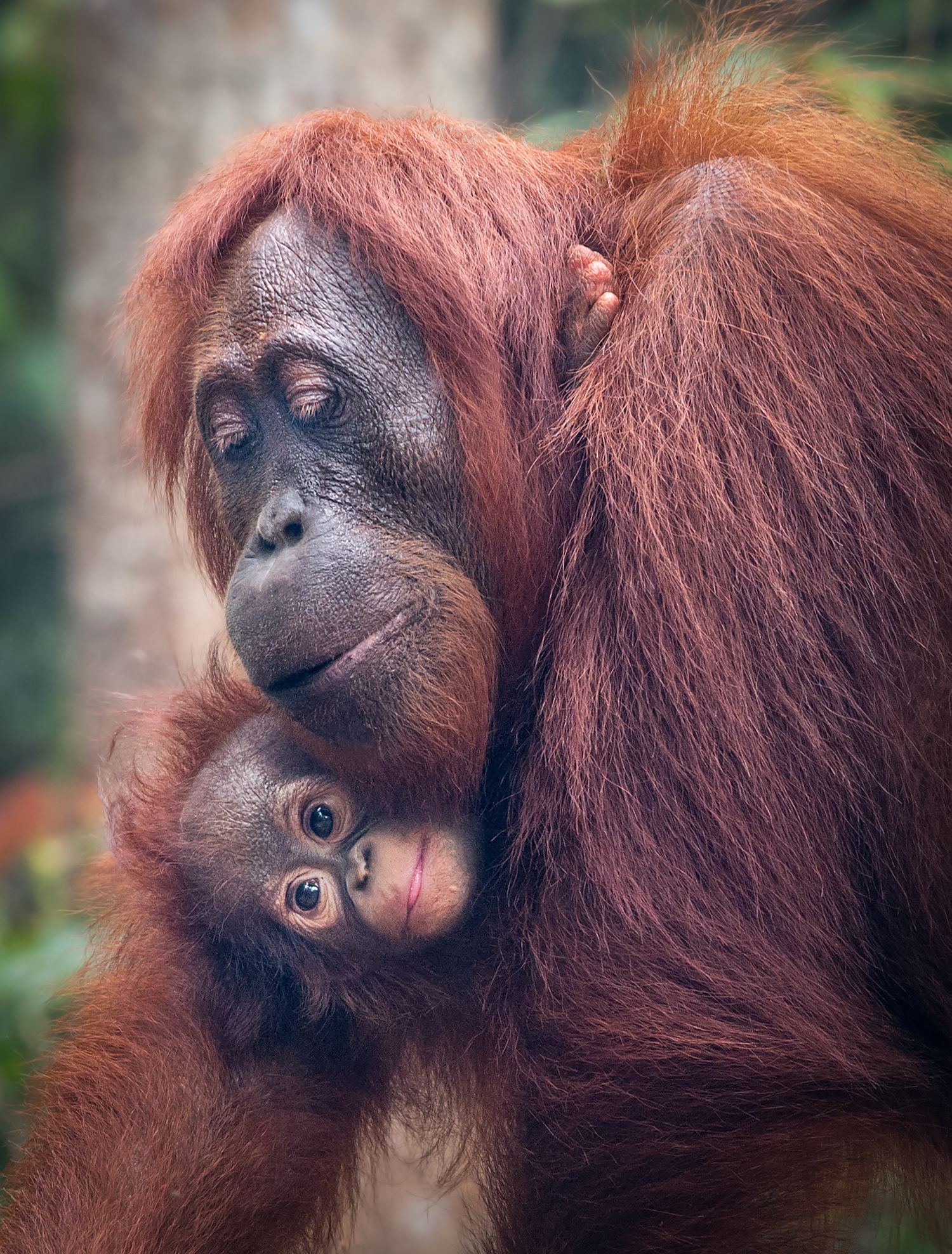 Orangutan mother holding her infant close in Borneo.