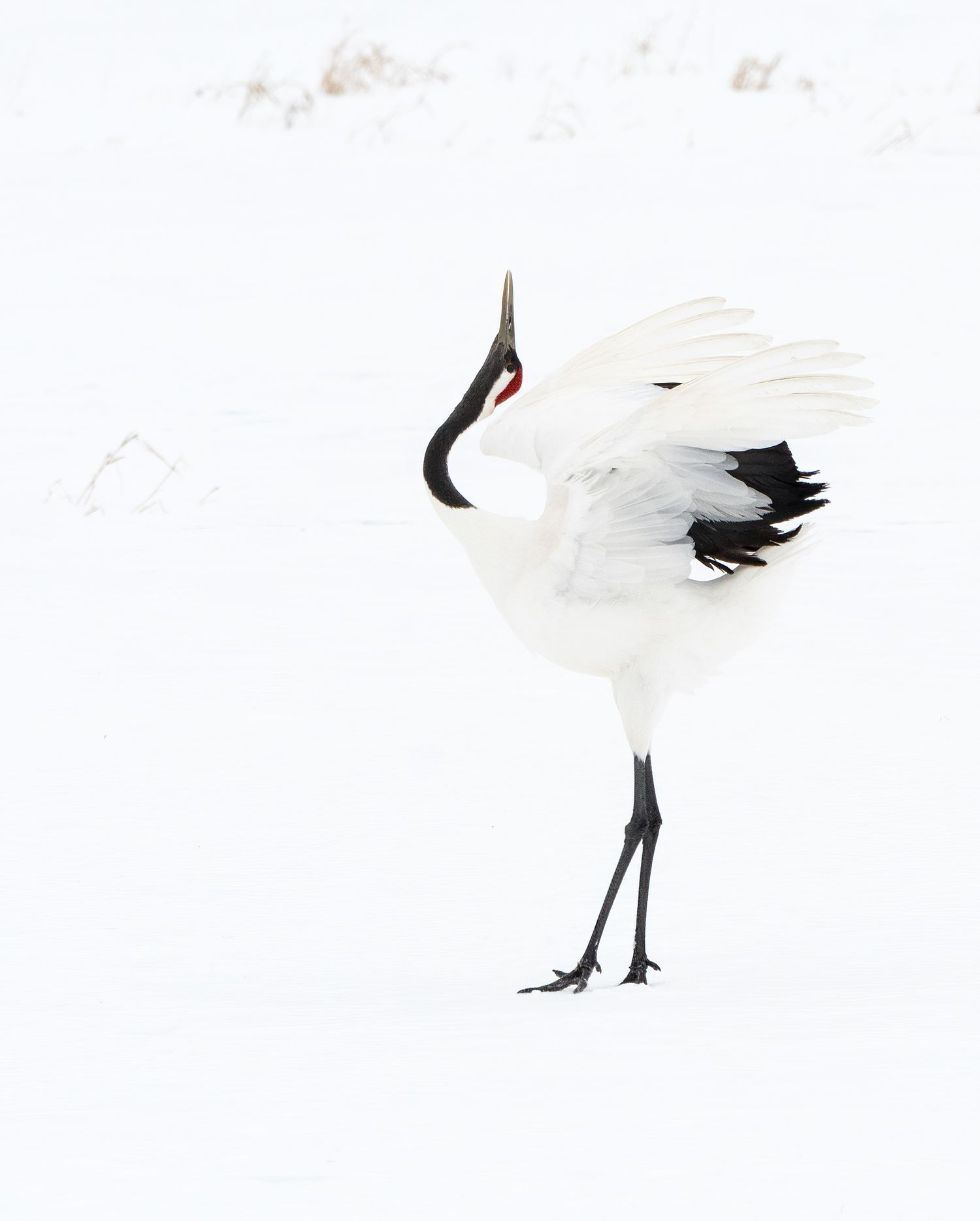 Red-crowned crane dancing in a snowy landscape in Japan.
