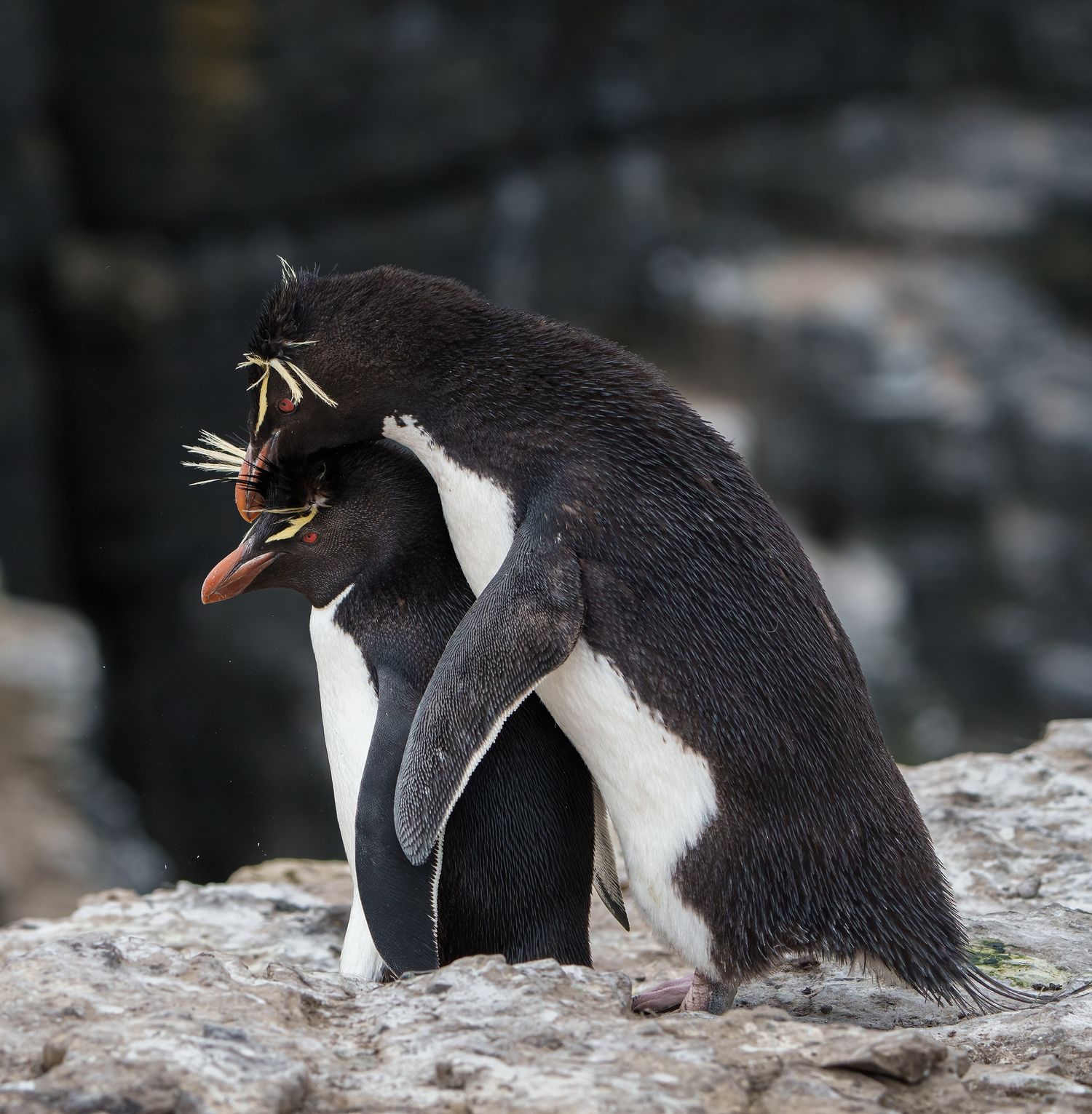 Two rockhopper penguins embracing on a rocky cliff in the Falkland Islands.