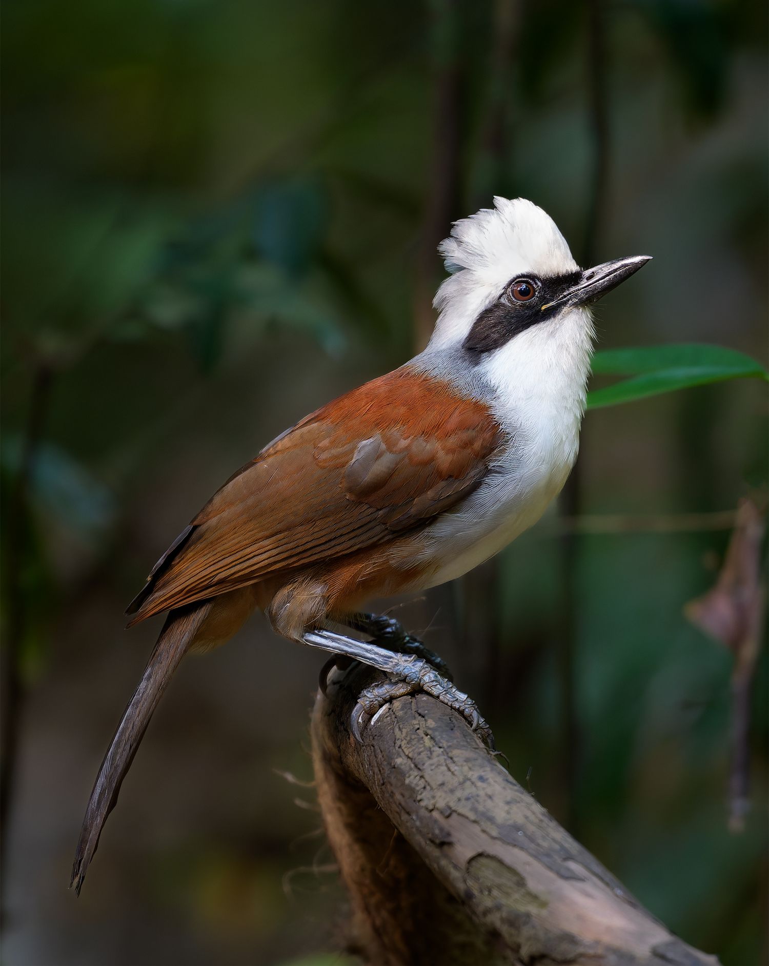 White-crested laughingthrush perched on a branch in Vietnam.