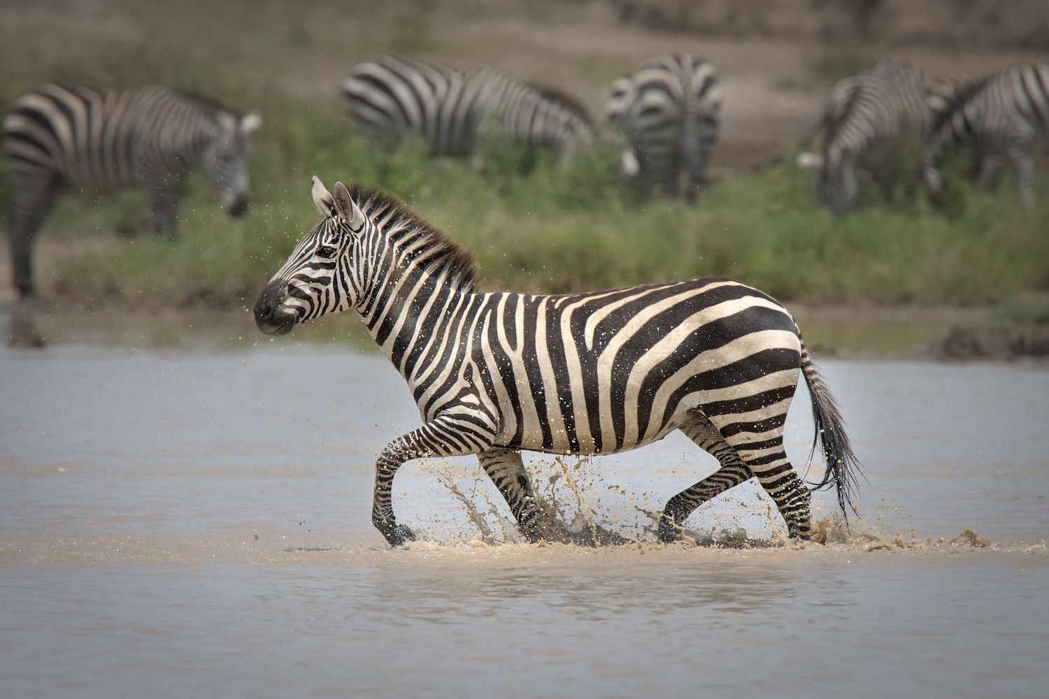 Zebra running through shallow water in Tanzania.