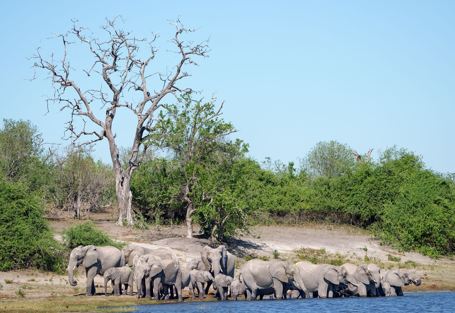 African bush elephants gathered at the water’s edge in Botswana.