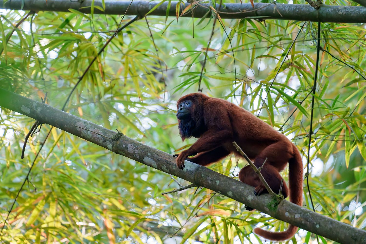 Red howler monkey moving through the forest canopy in Trinidad.