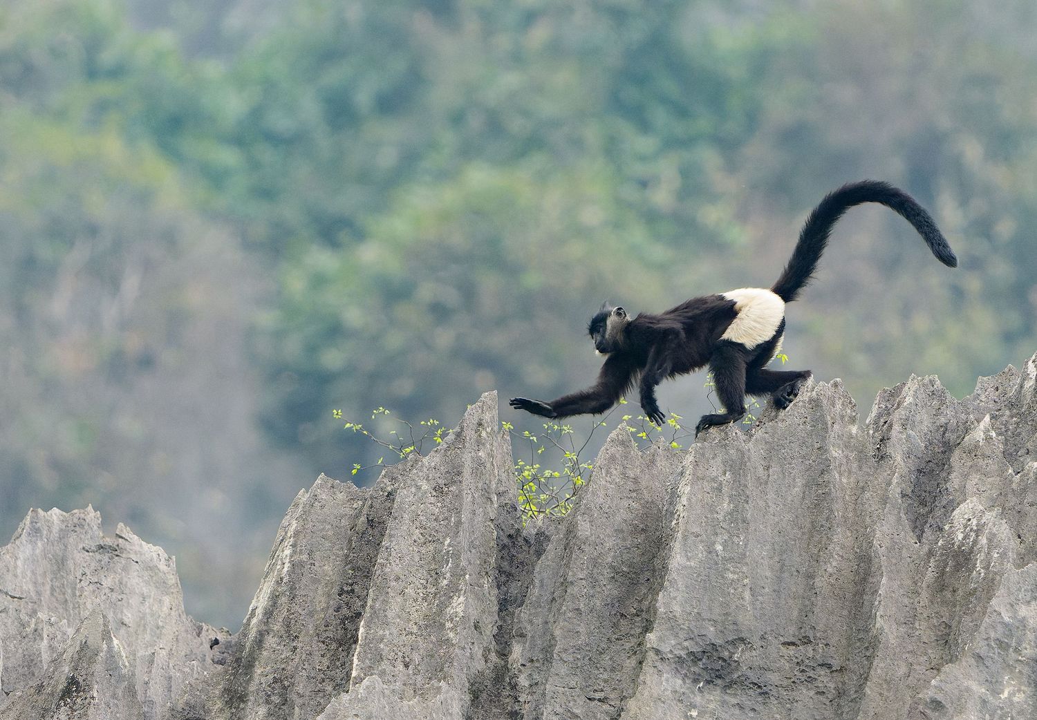 Delacour’s langur running along a jagged limestone karst ridge at Van Long Nature Reserve, Vietnam.
