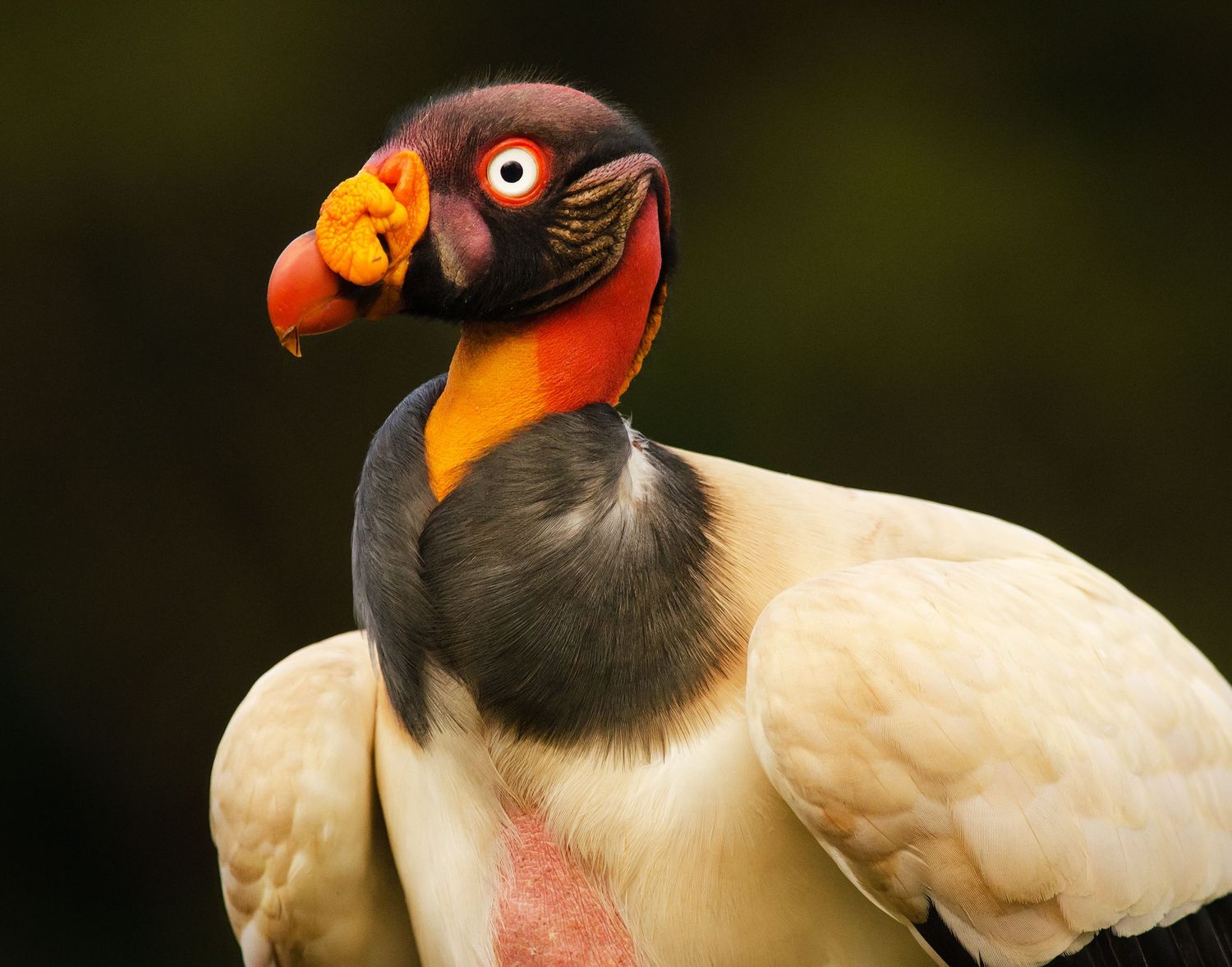 King vulture portrait against a dark background in Costa Rica.