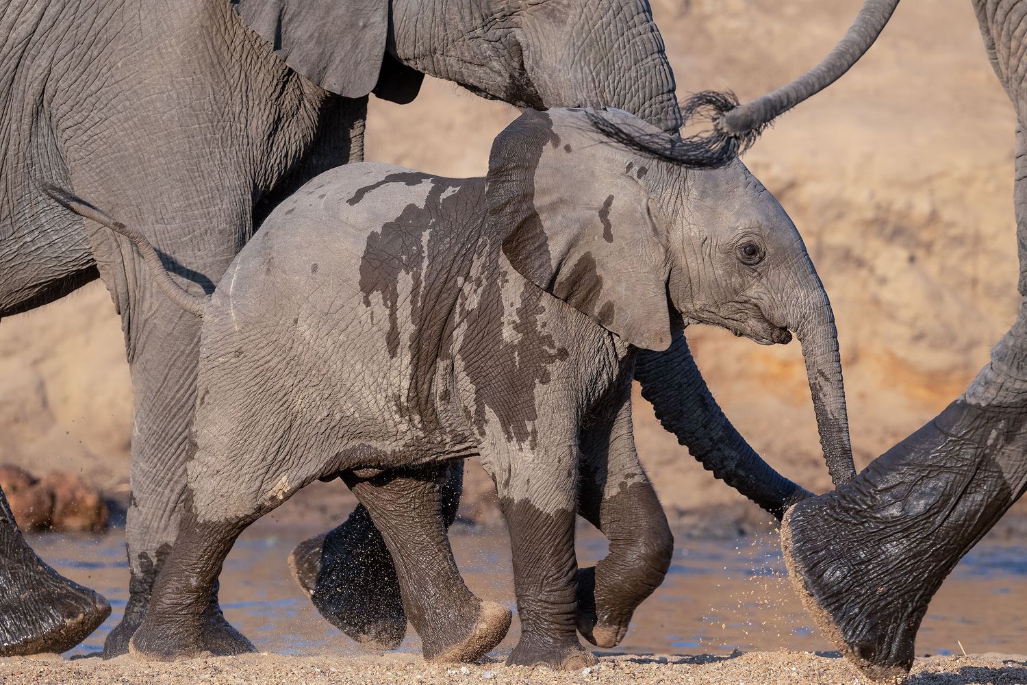 African elephants gathered around a young calf in South Africa.