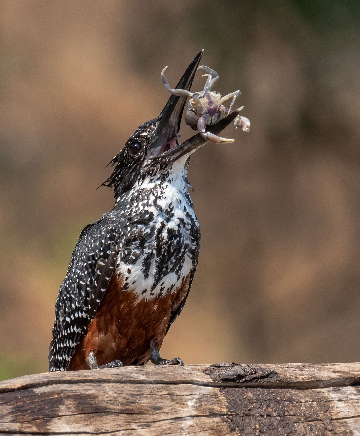 Giant kingfisher tossing a crab in the air in Botswana.
