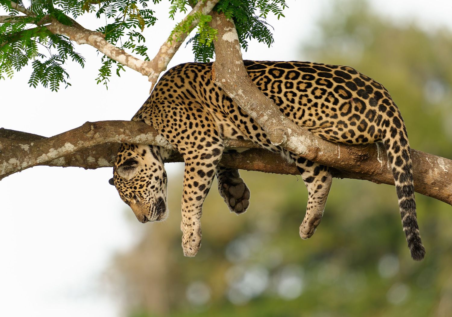 Jaguar resting on a tree branch above the river in Brazil’s Pantanal.