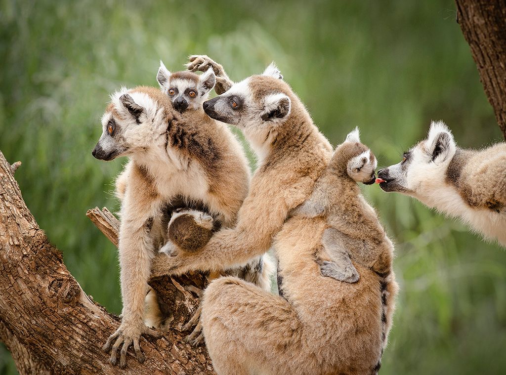 Family of ring-tailed lemurs interacting, Berenty Reserve, Madagascar.