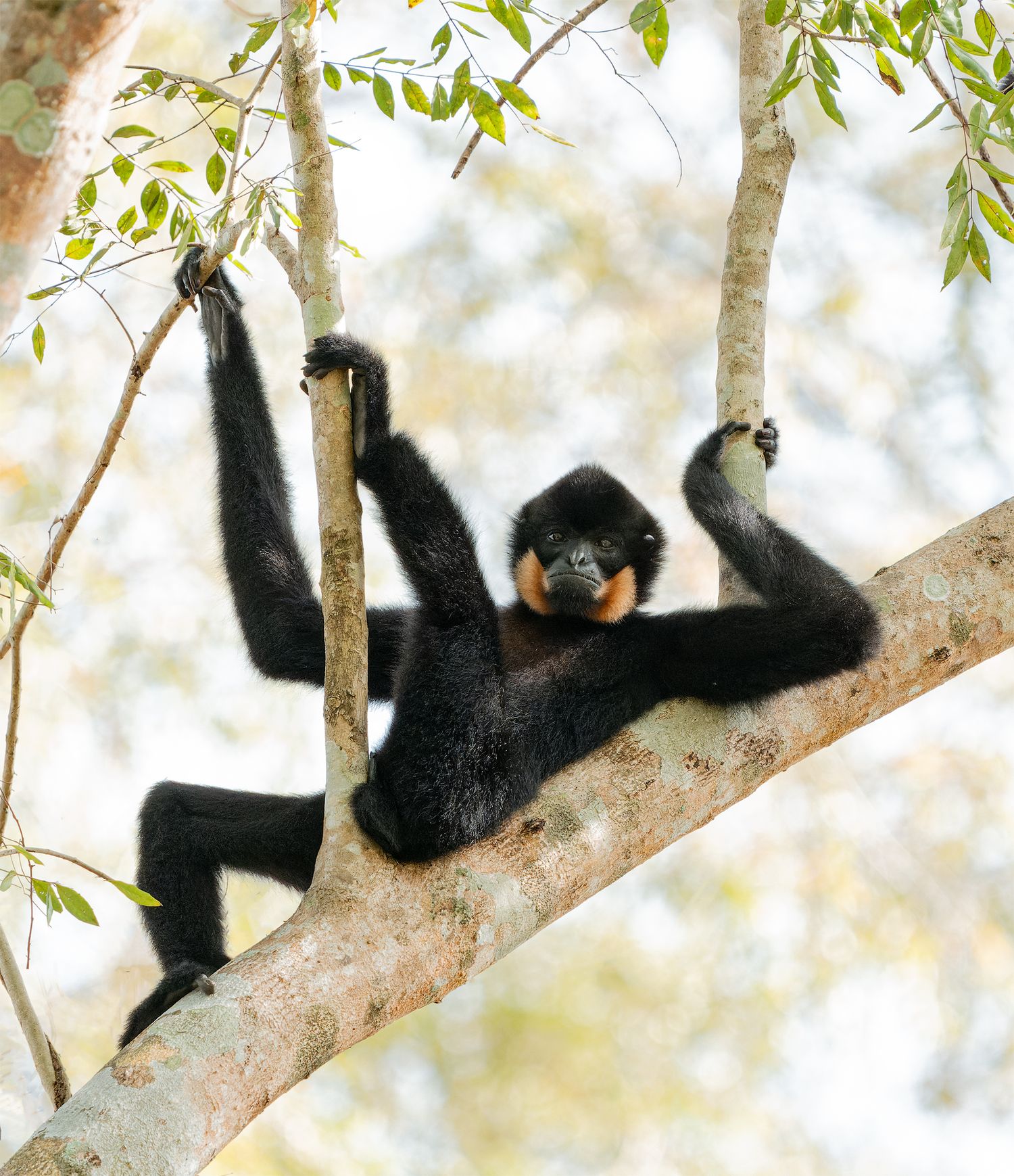 Yellow-cheeked gibbon relaxing across tree branches at Cat Tien National Park, Vietnam.