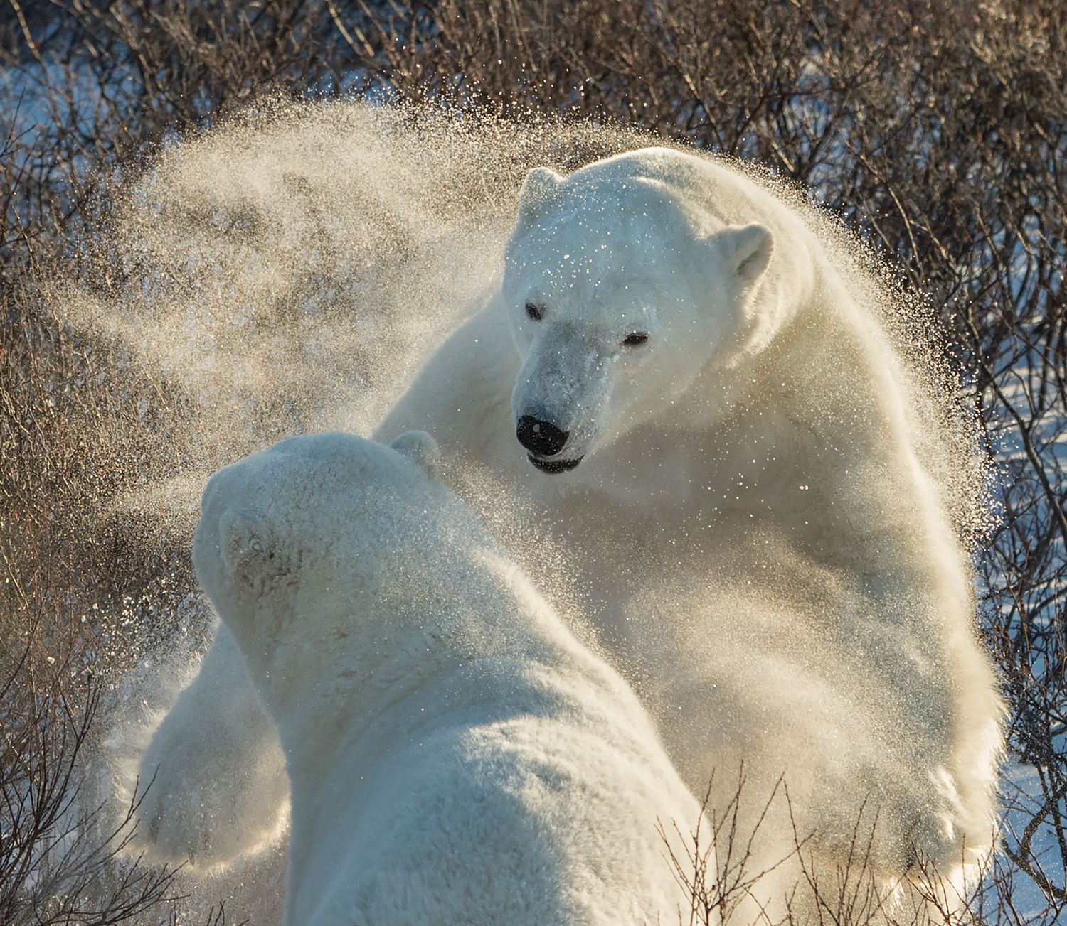 Two polar bears sparring in Churchill,  Canada.